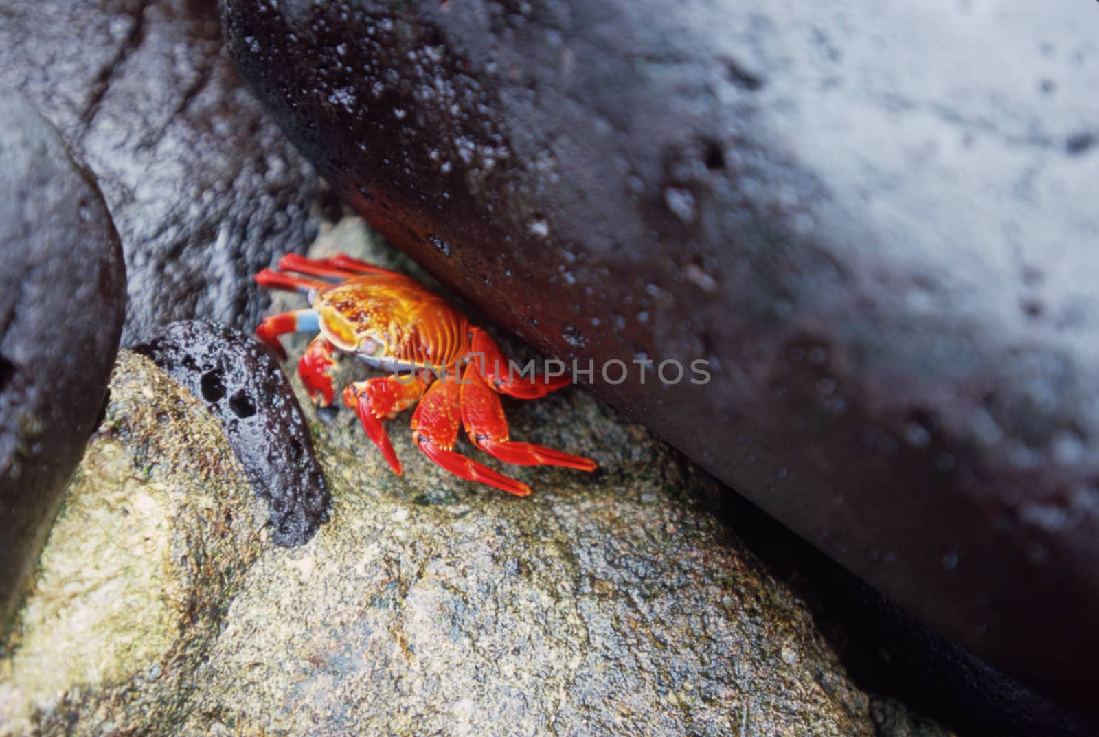 Orange Sally Lightfoot Crab (Grapsus grapsus), Galapagos Islands