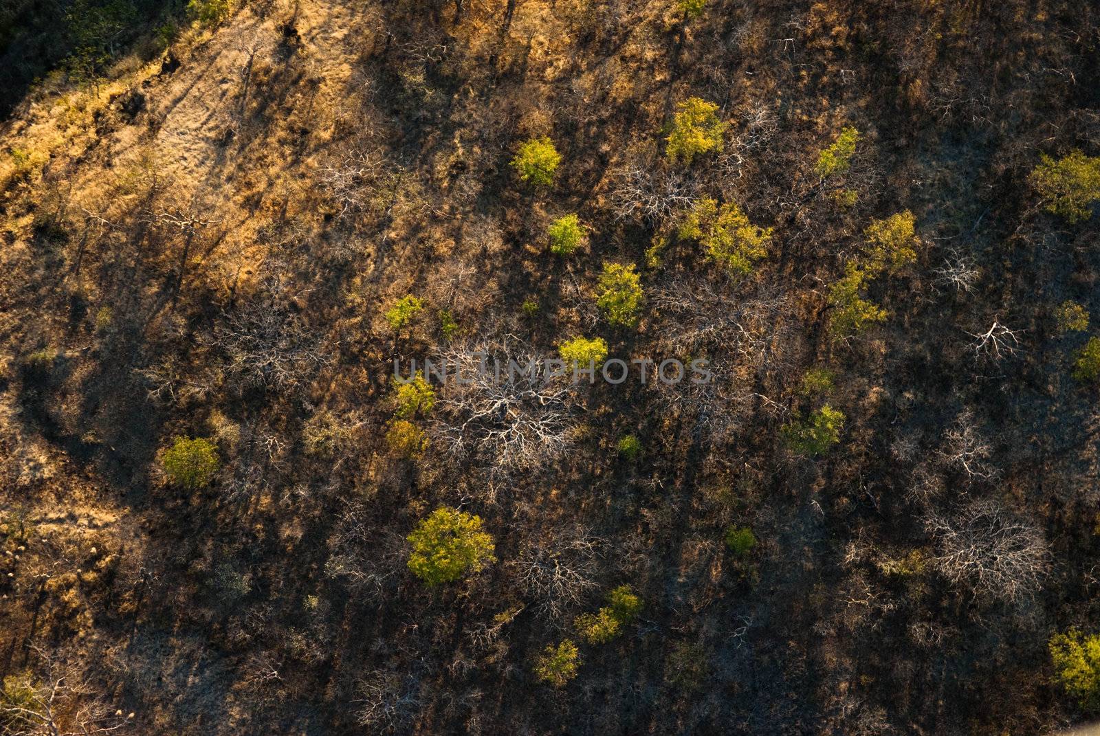 Straight down aerial view of savanna in late afternoon