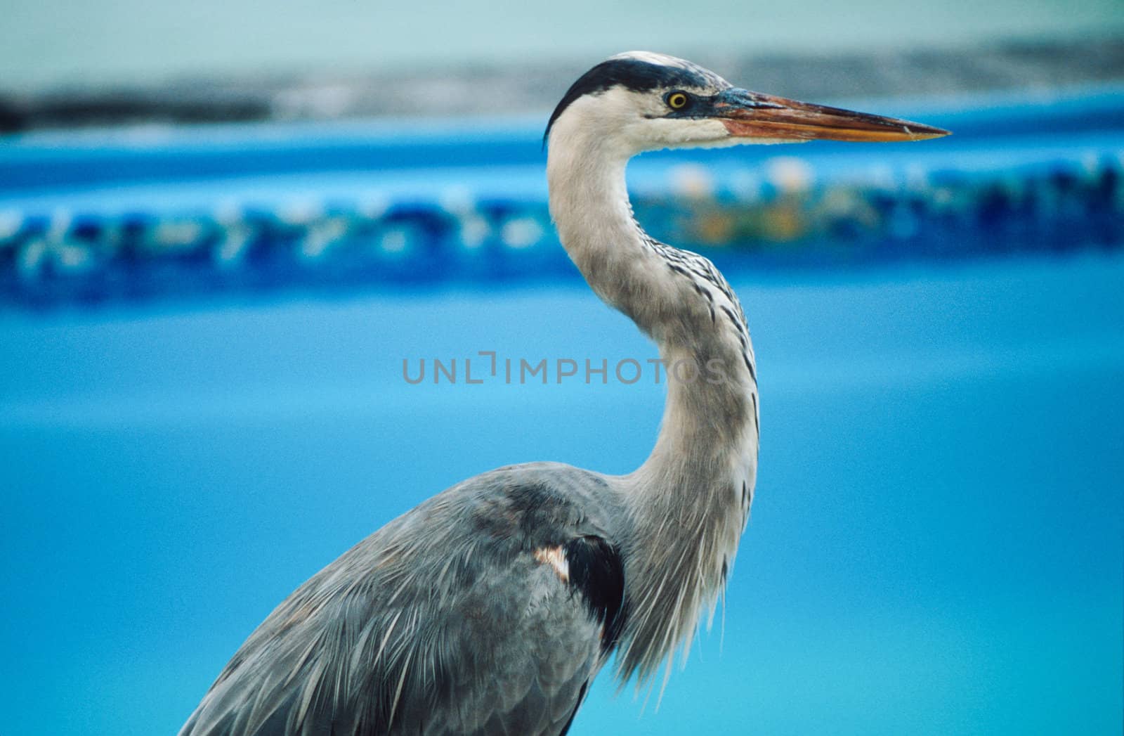 Great blue heron by edan