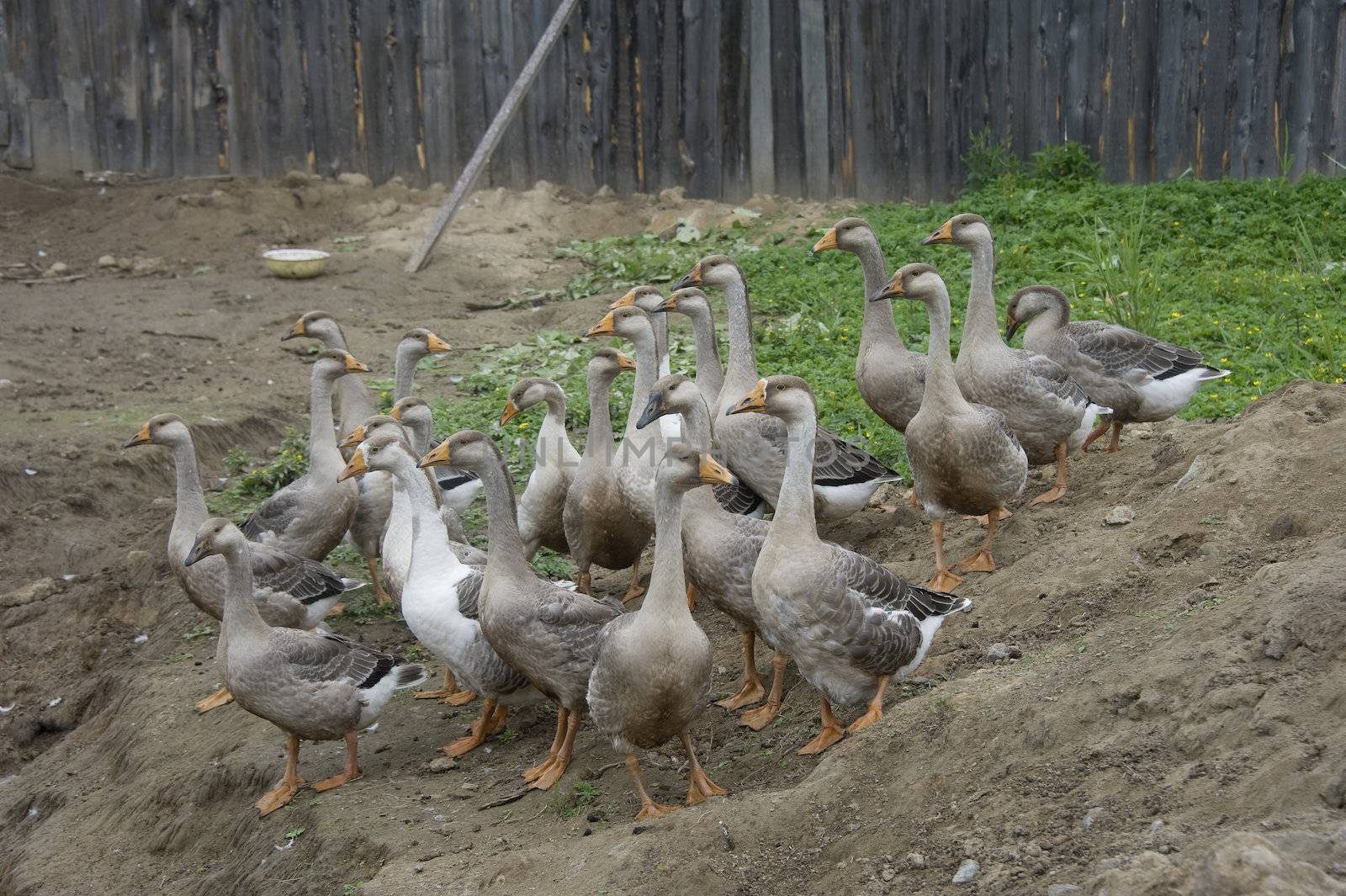 domestic geese walking in the barnyard farm