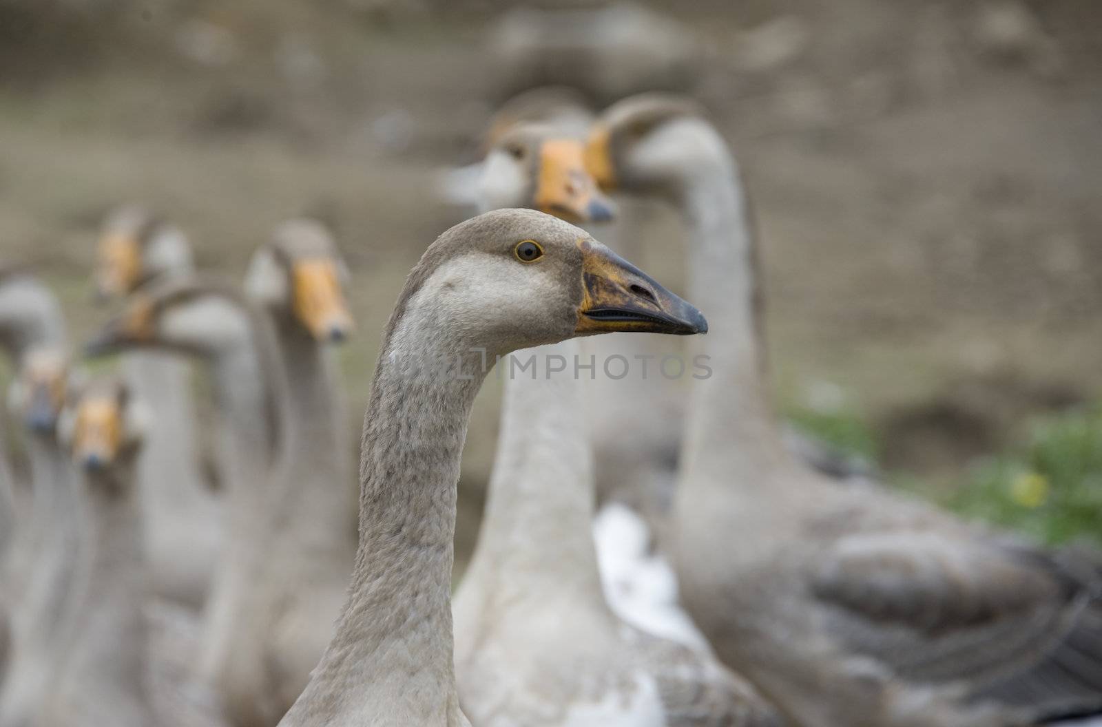 domestic geese walking in the barnyard farm