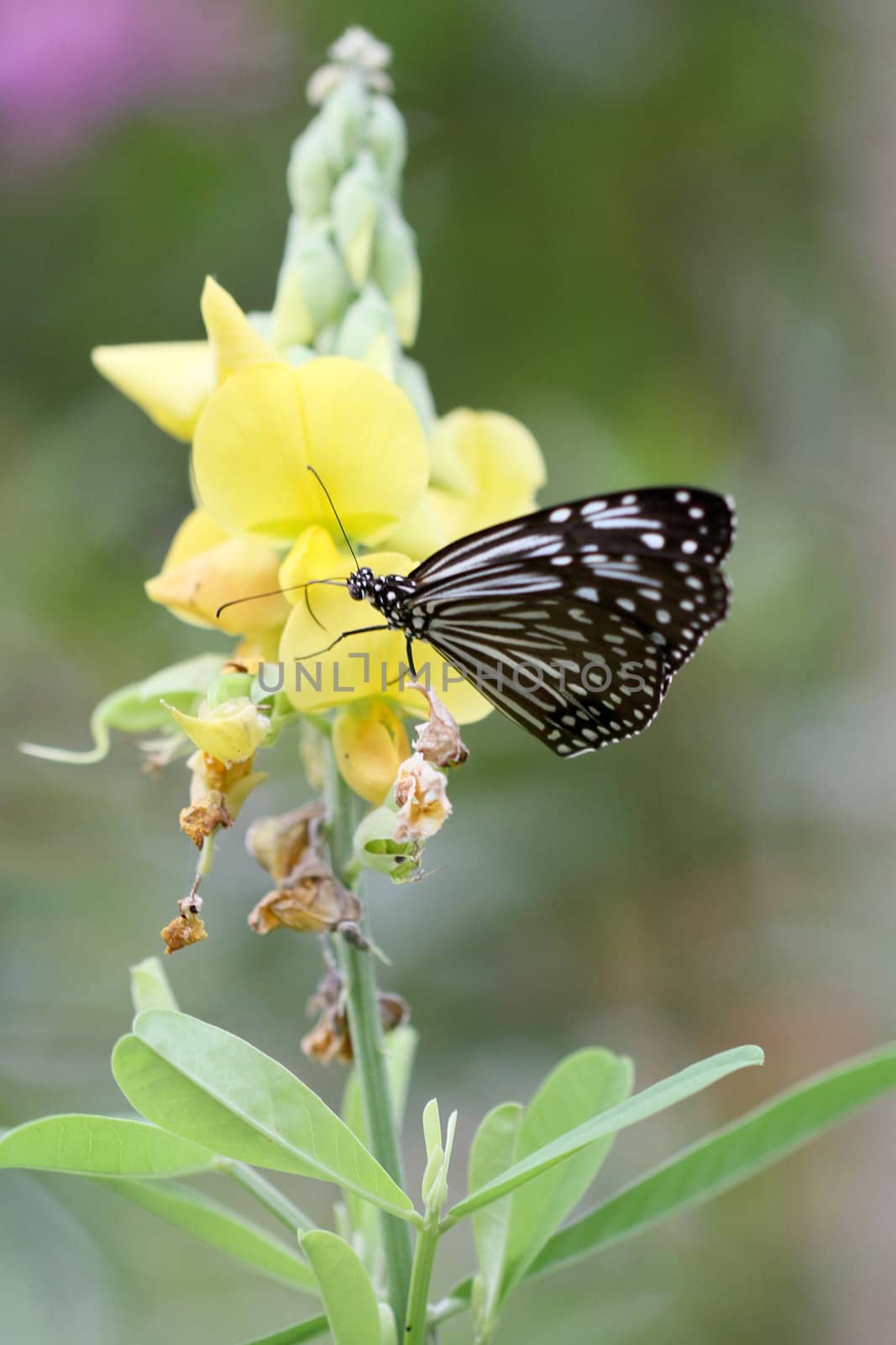 Beautiful black and white butterfly in a yellow crotalaria flower with green background