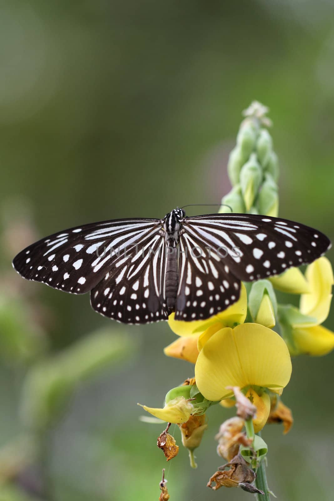 Beautiful black and white butterfly in a yellow crotalaria flower with green background