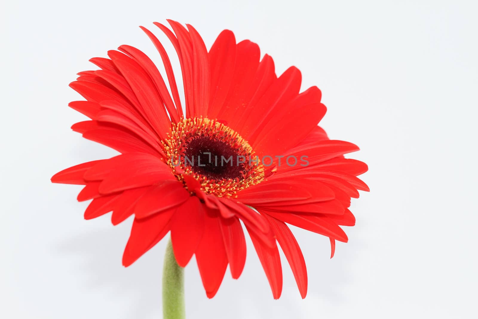 Red daisy flower isolated in white background