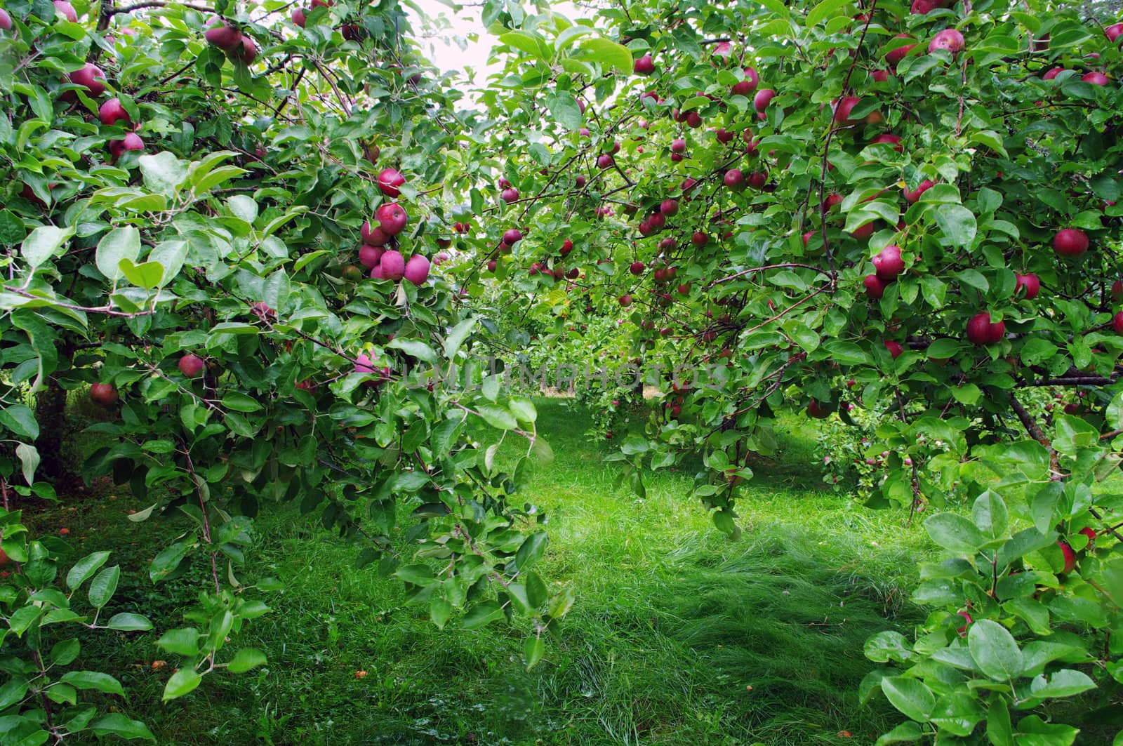 Apple Orchard row close by edcorey