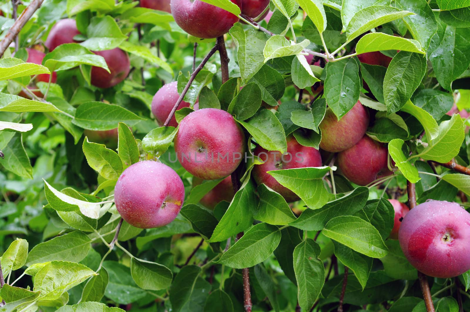 Branches loaded with red apples ready to pick 
