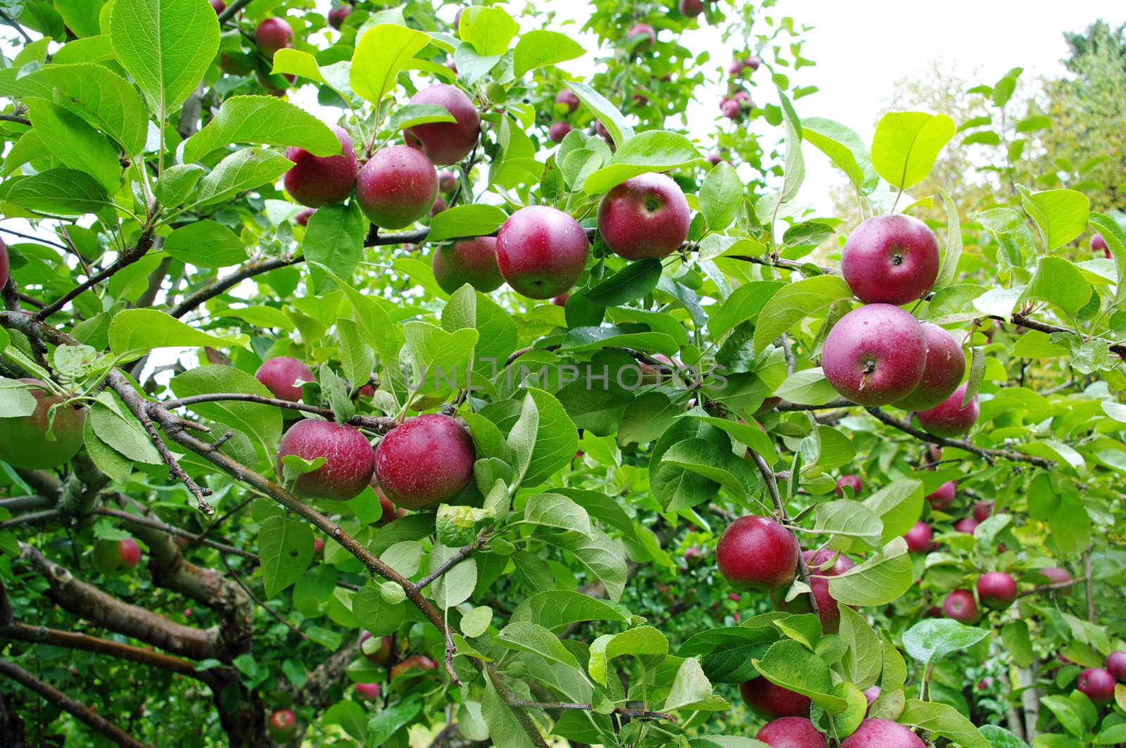 Apples Ready to Pick by edcorey