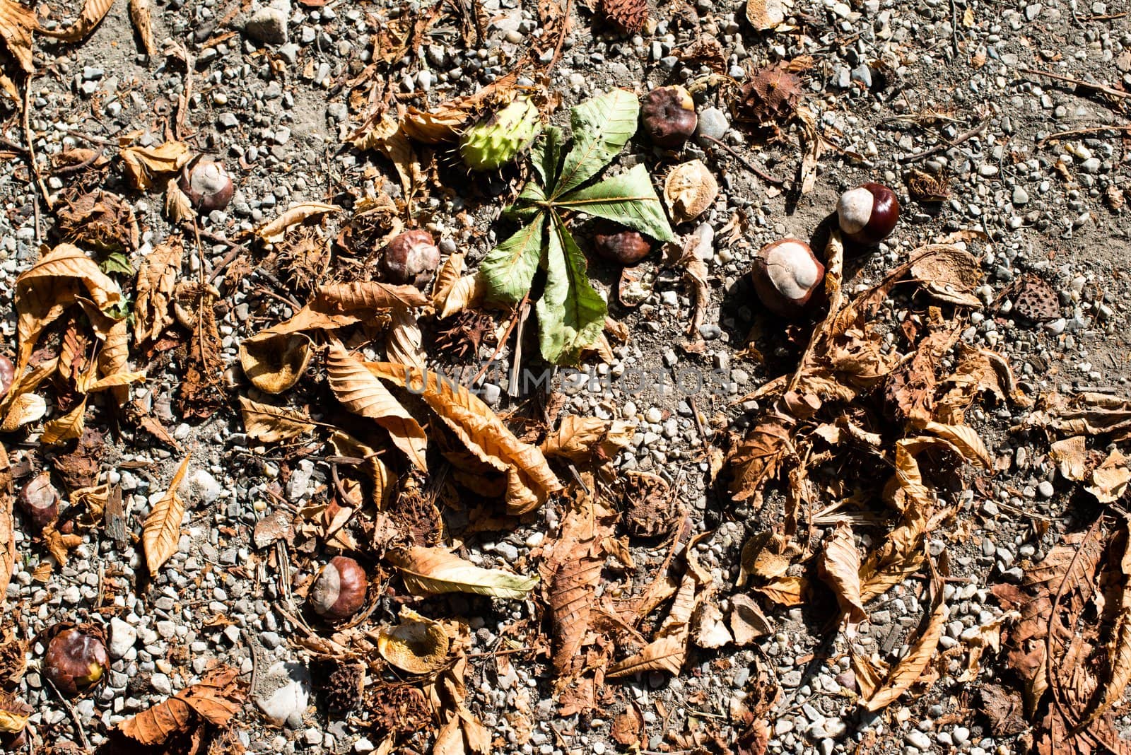 fallen chestnuts with leaves and shells on the ground in autumn
