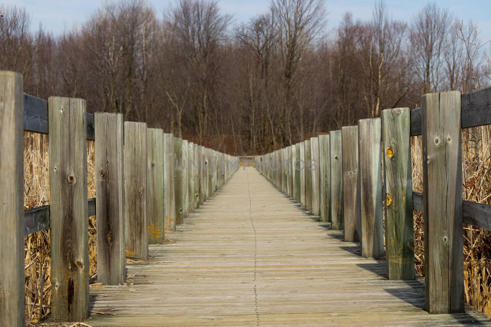 Boardwalk over a marsh