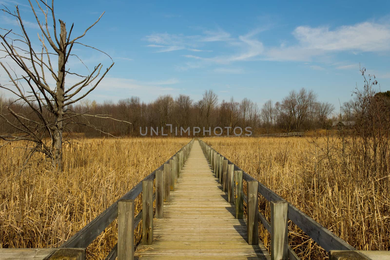 Boardwalk over a marsh