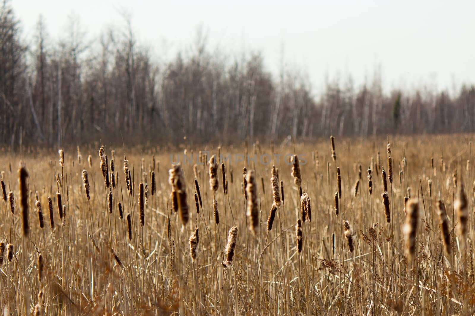 Bulrush plants in a marsh