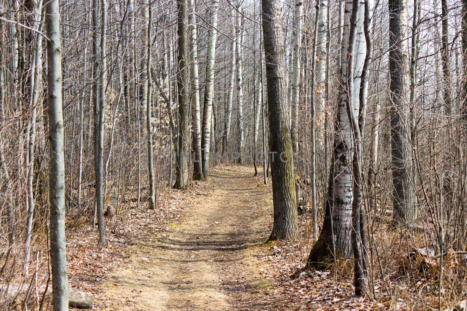 Nature trail in the park