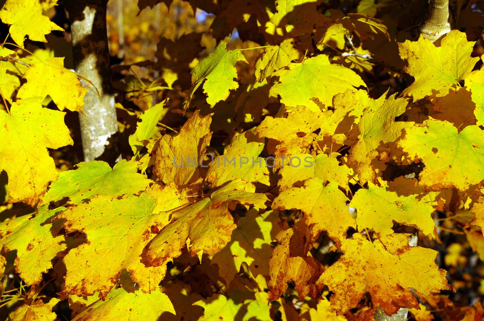 Fall Leaves Closeup by edcorey