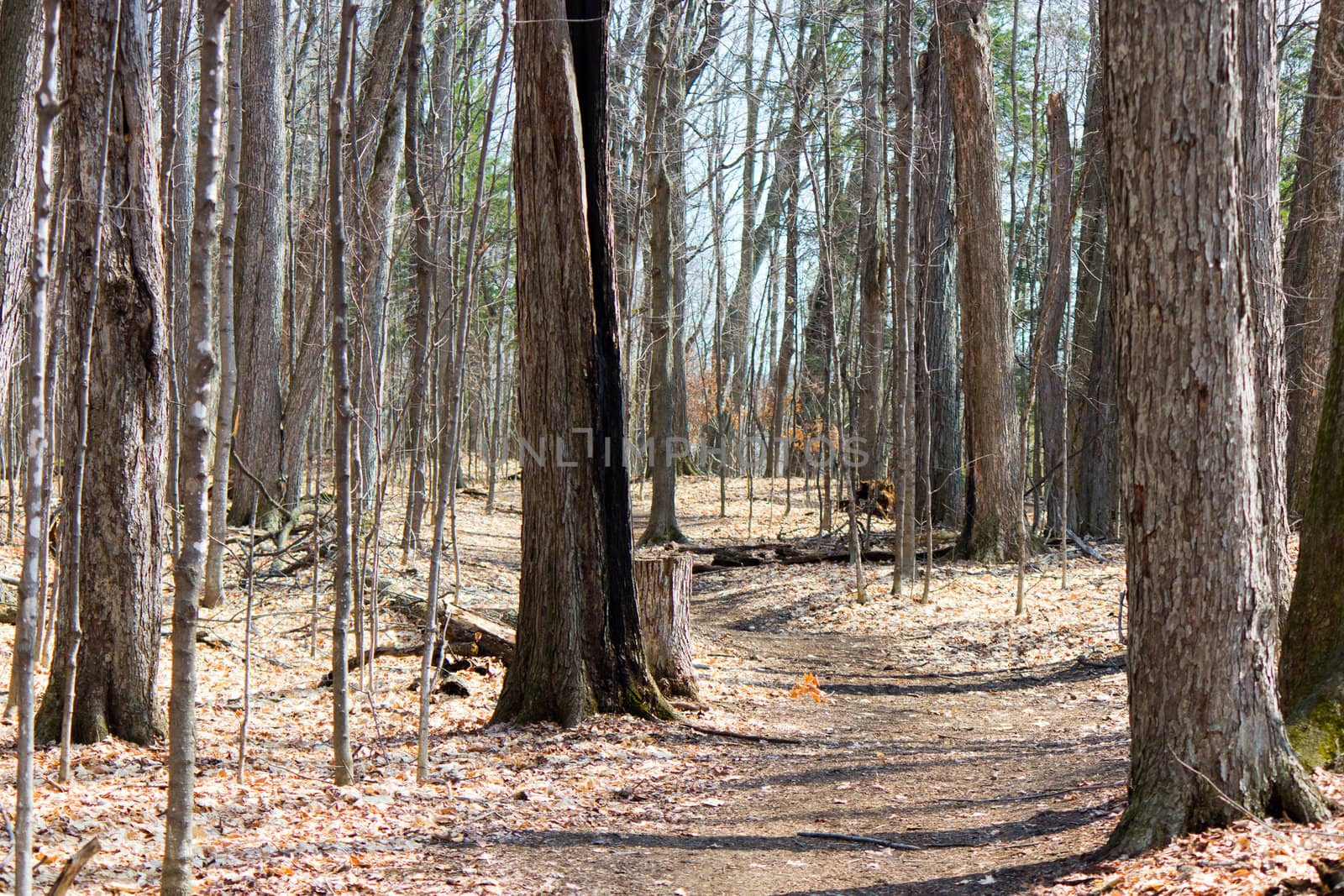 Nature trail in the park
