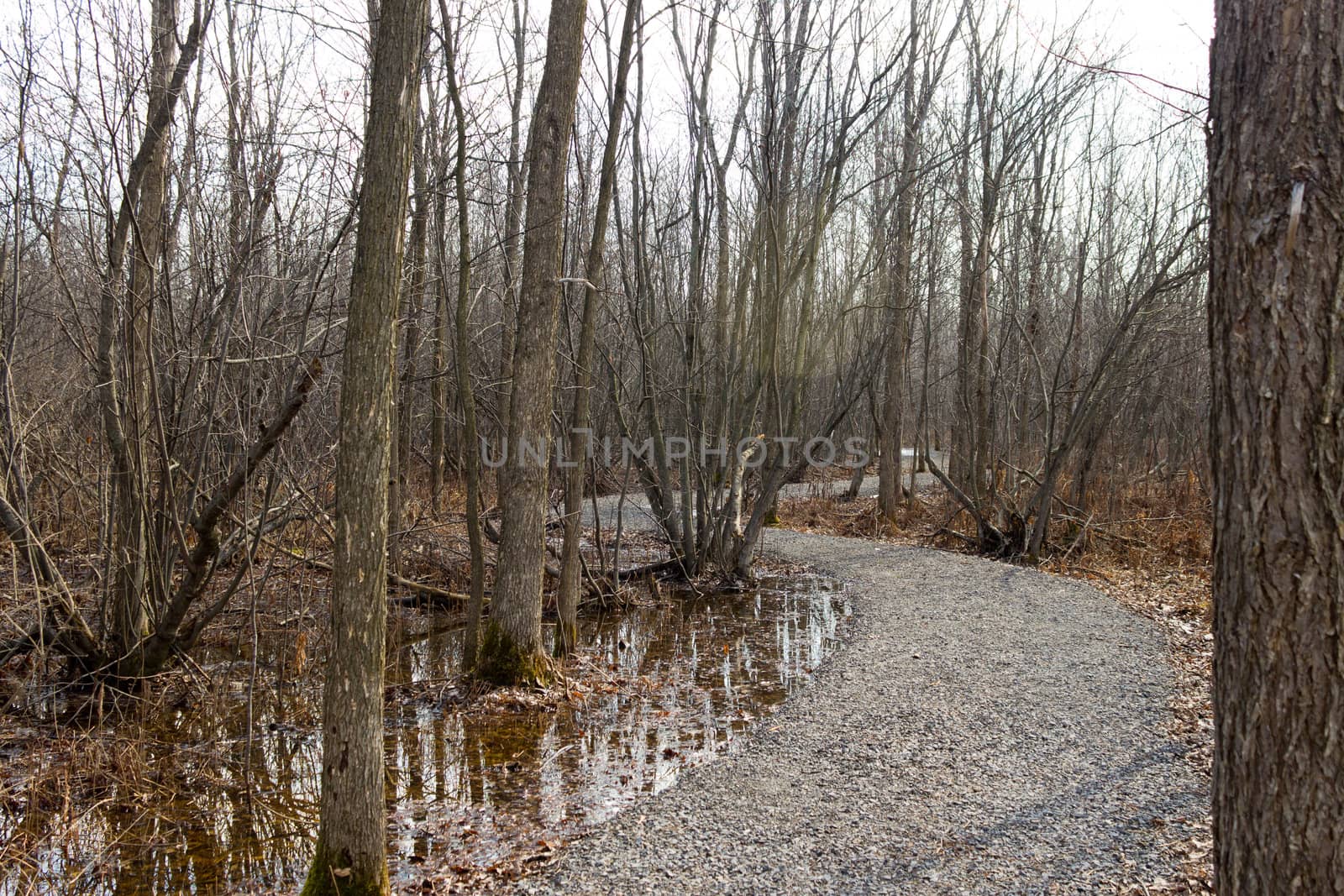Nature trail in the park