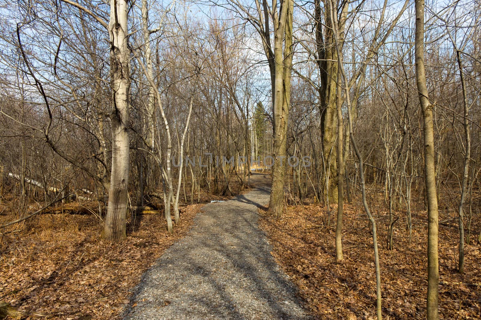 Nature trail in the park