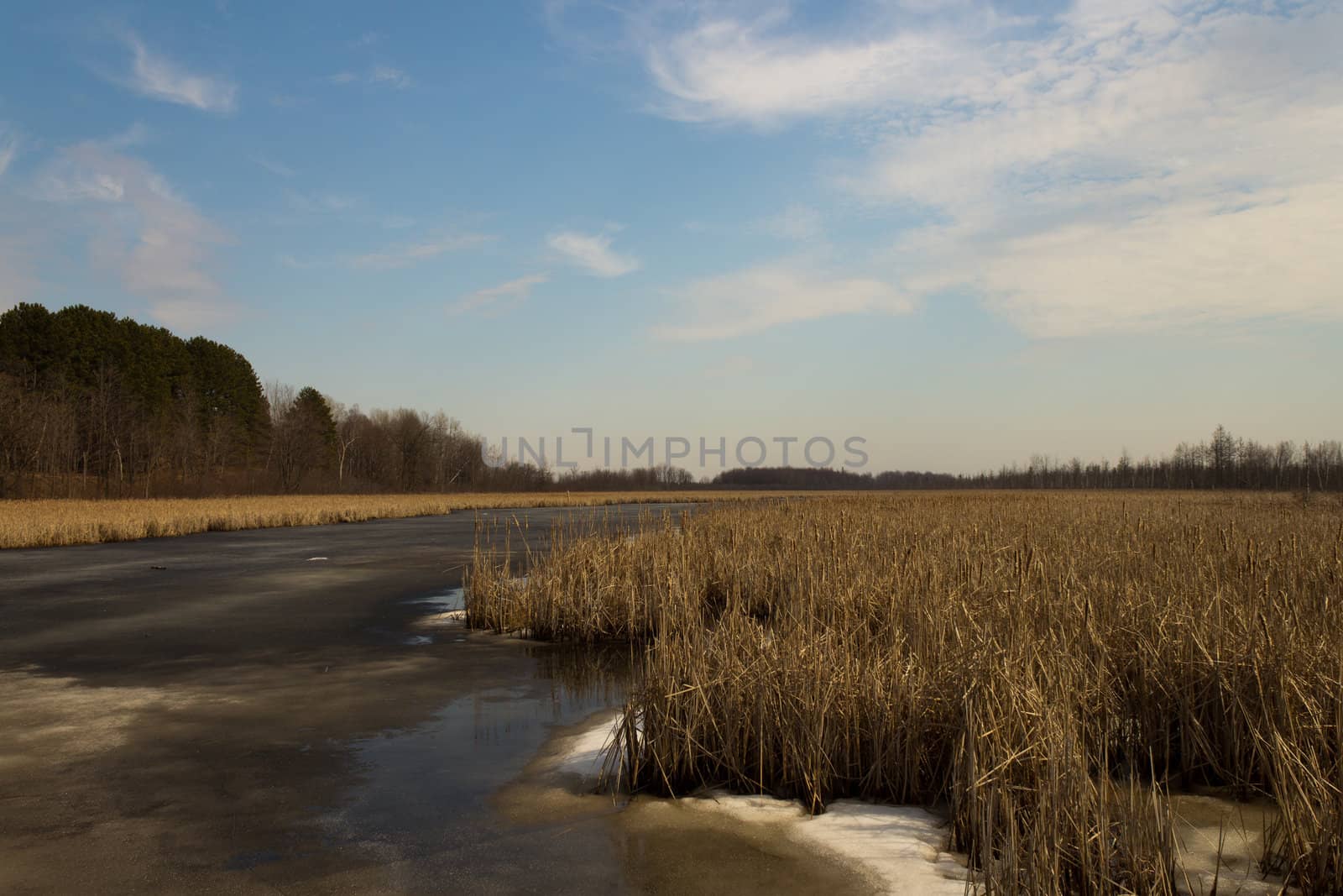 Bulrush plants in a marsh