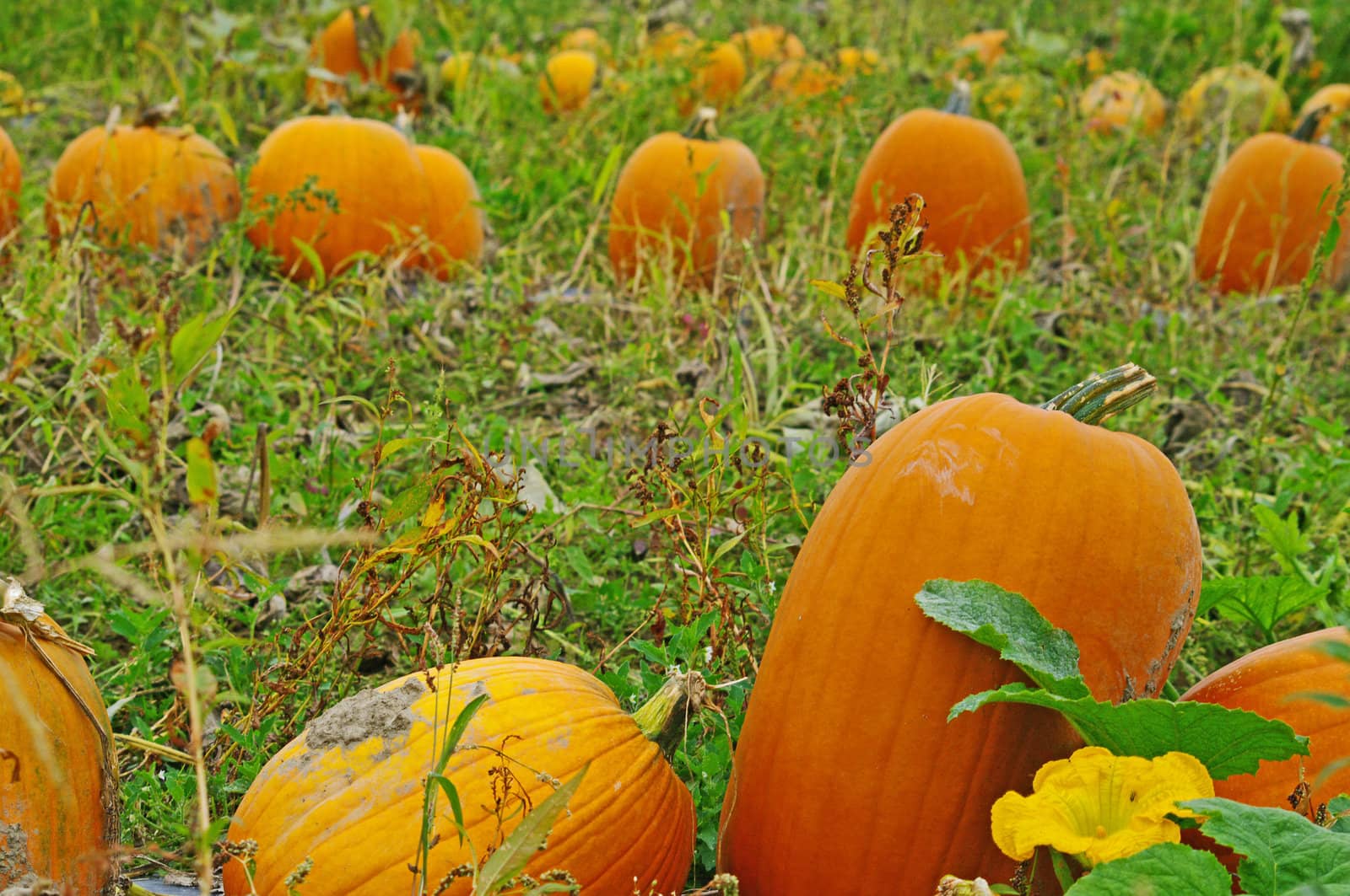 Pumpkins in the field in rows