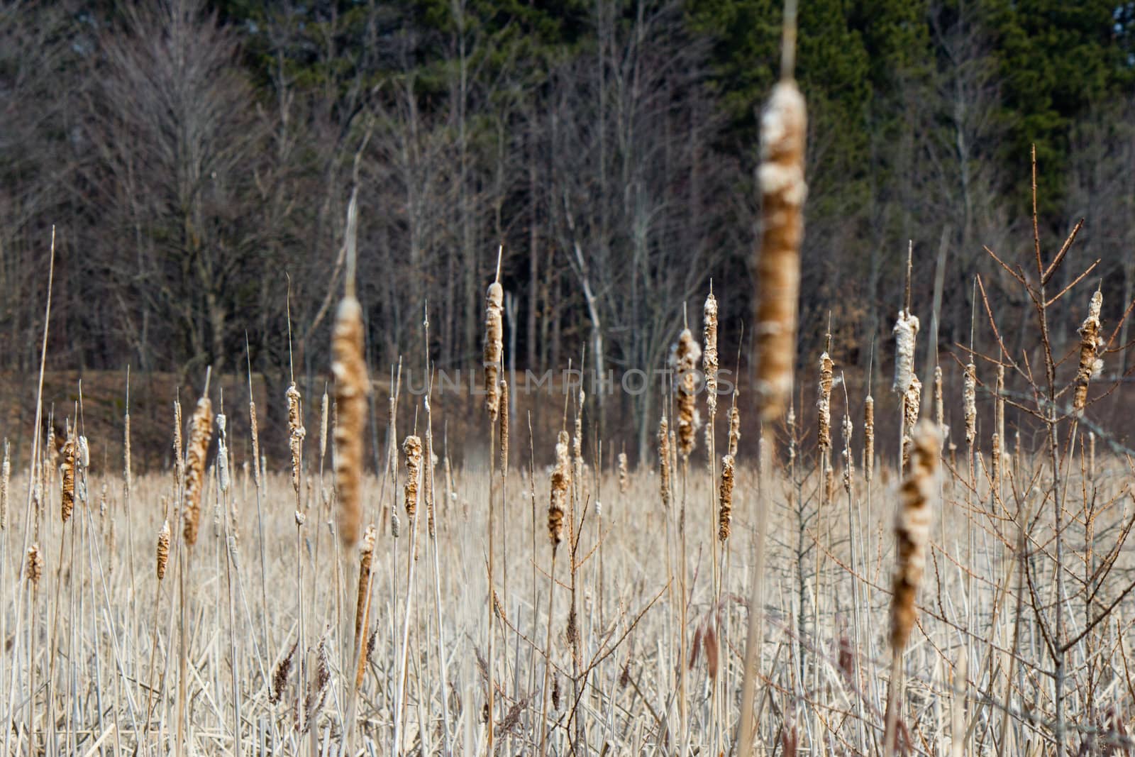 Bulrush plants in a marsh
