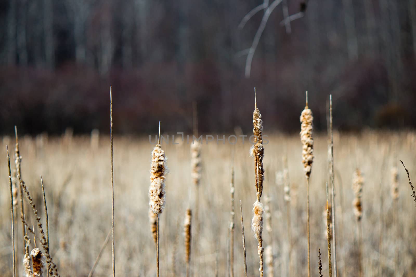 Bulrush plants in a marsh