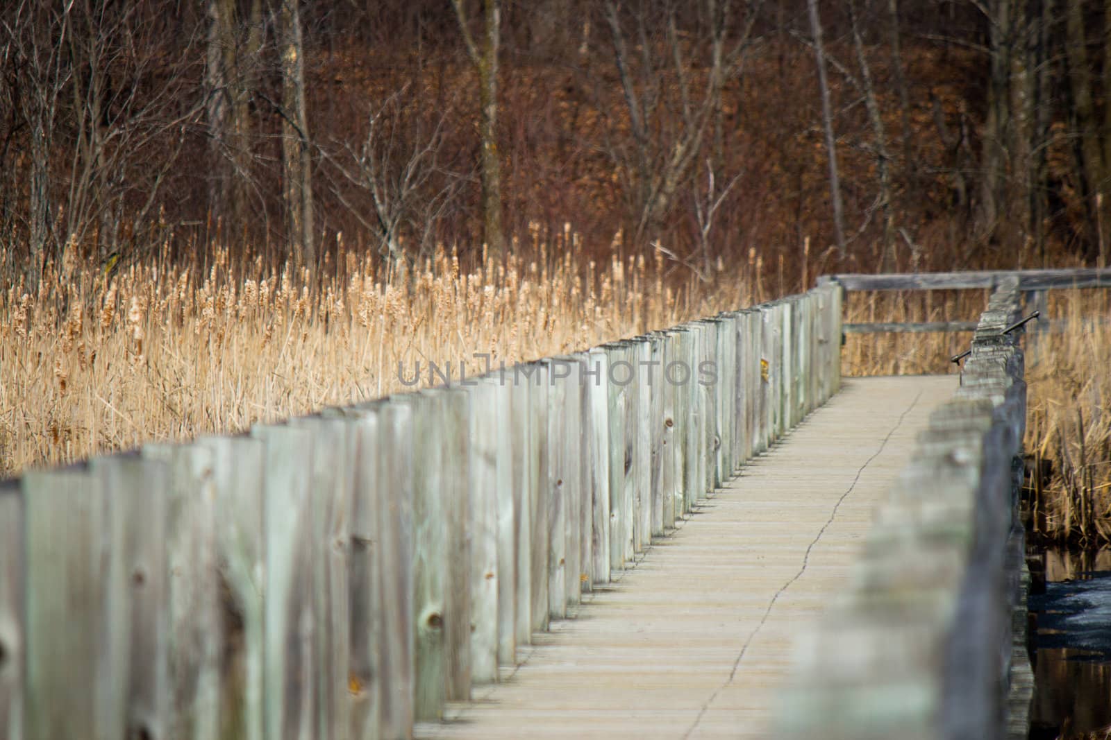 Boardwalk over a marsh