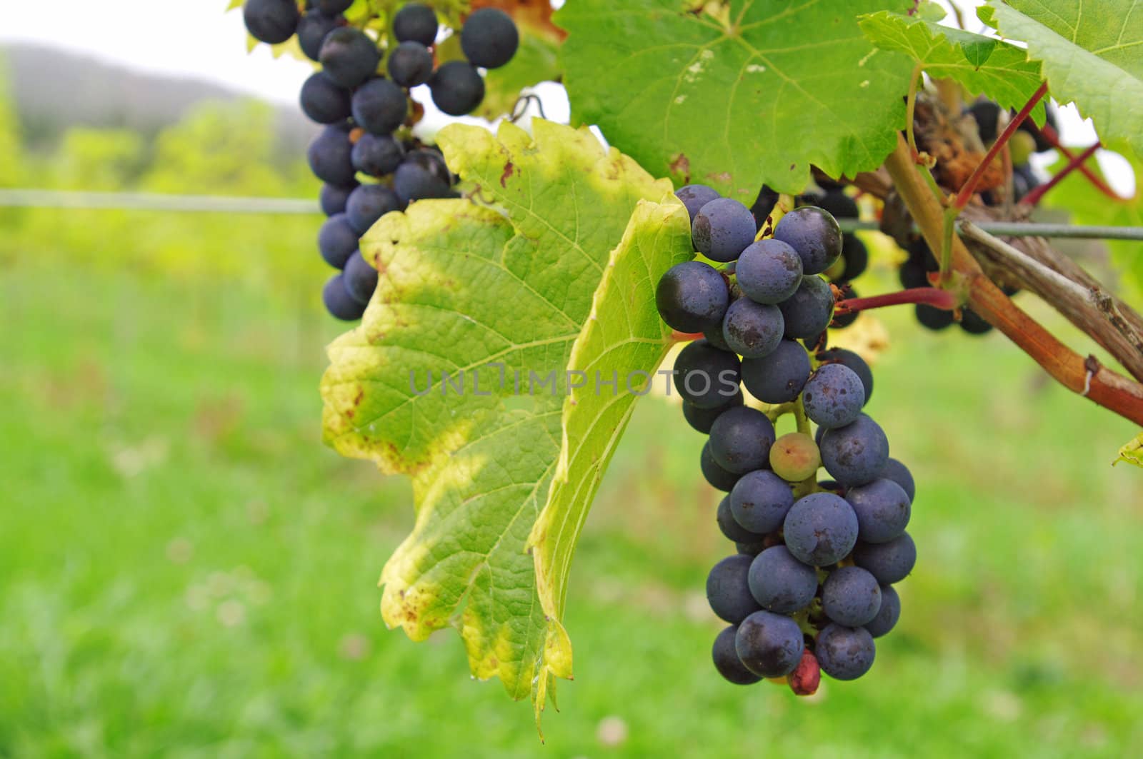 Grapes on the Vine by edcorey