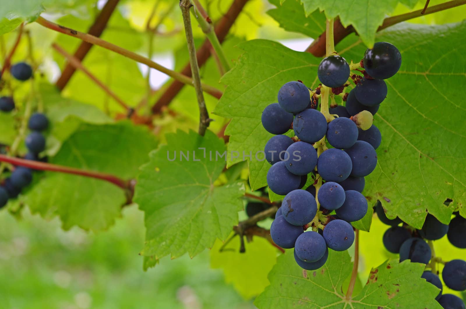 Blue grapes ripening on the vine 