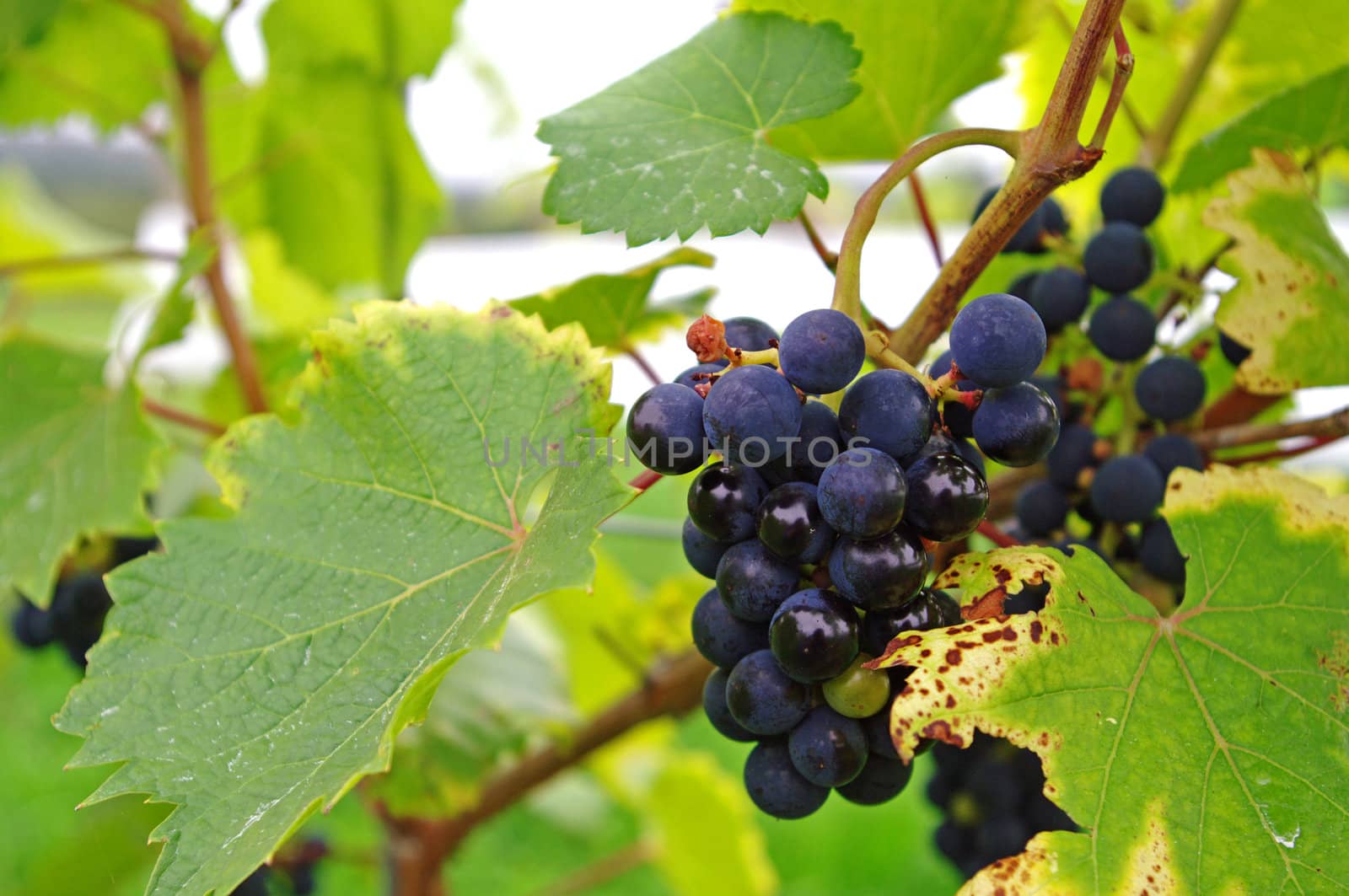 Blue grapes ripening on the vine