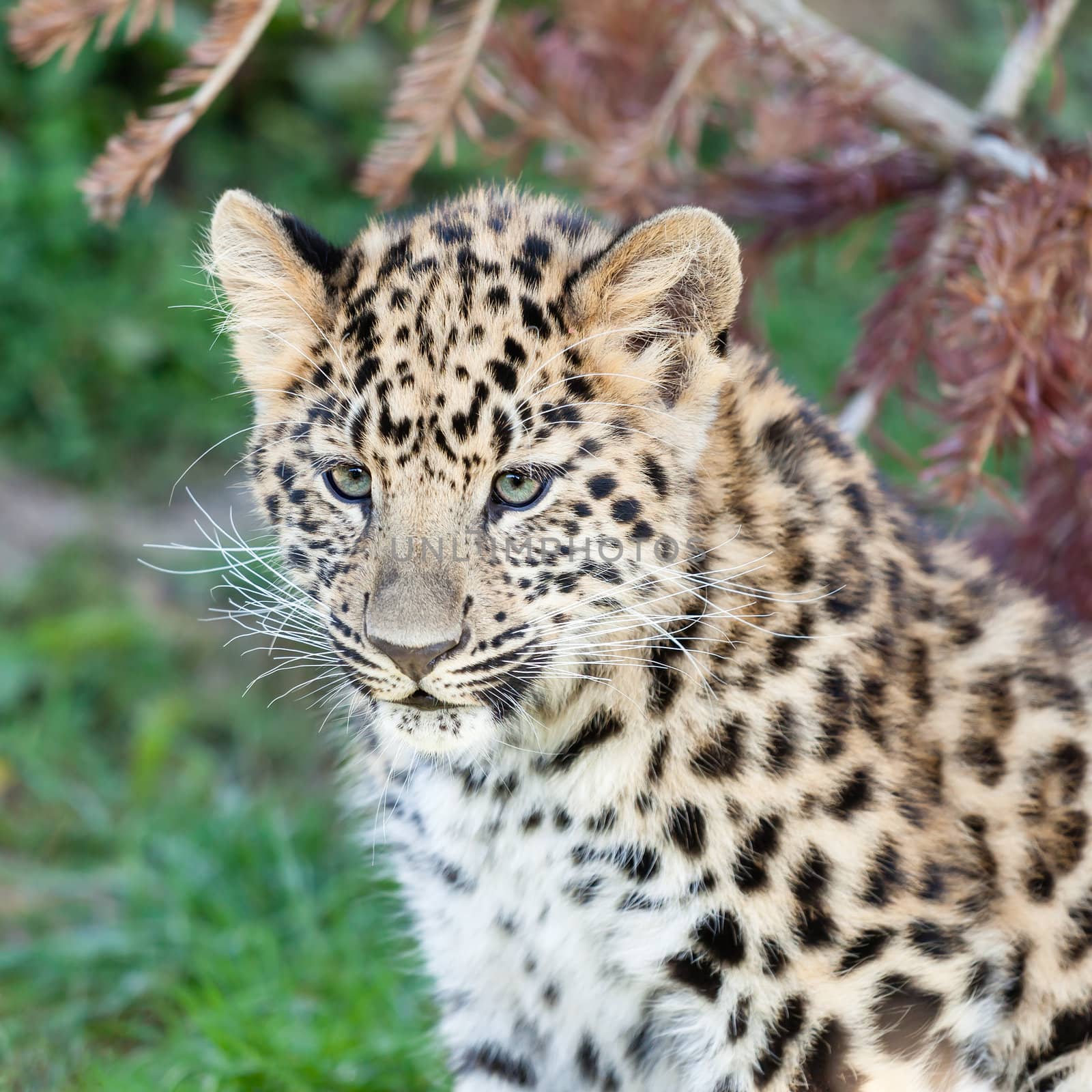 Head Shot of Adorable Baby Amur Leopard Cub Panthera Pardus Orientalis