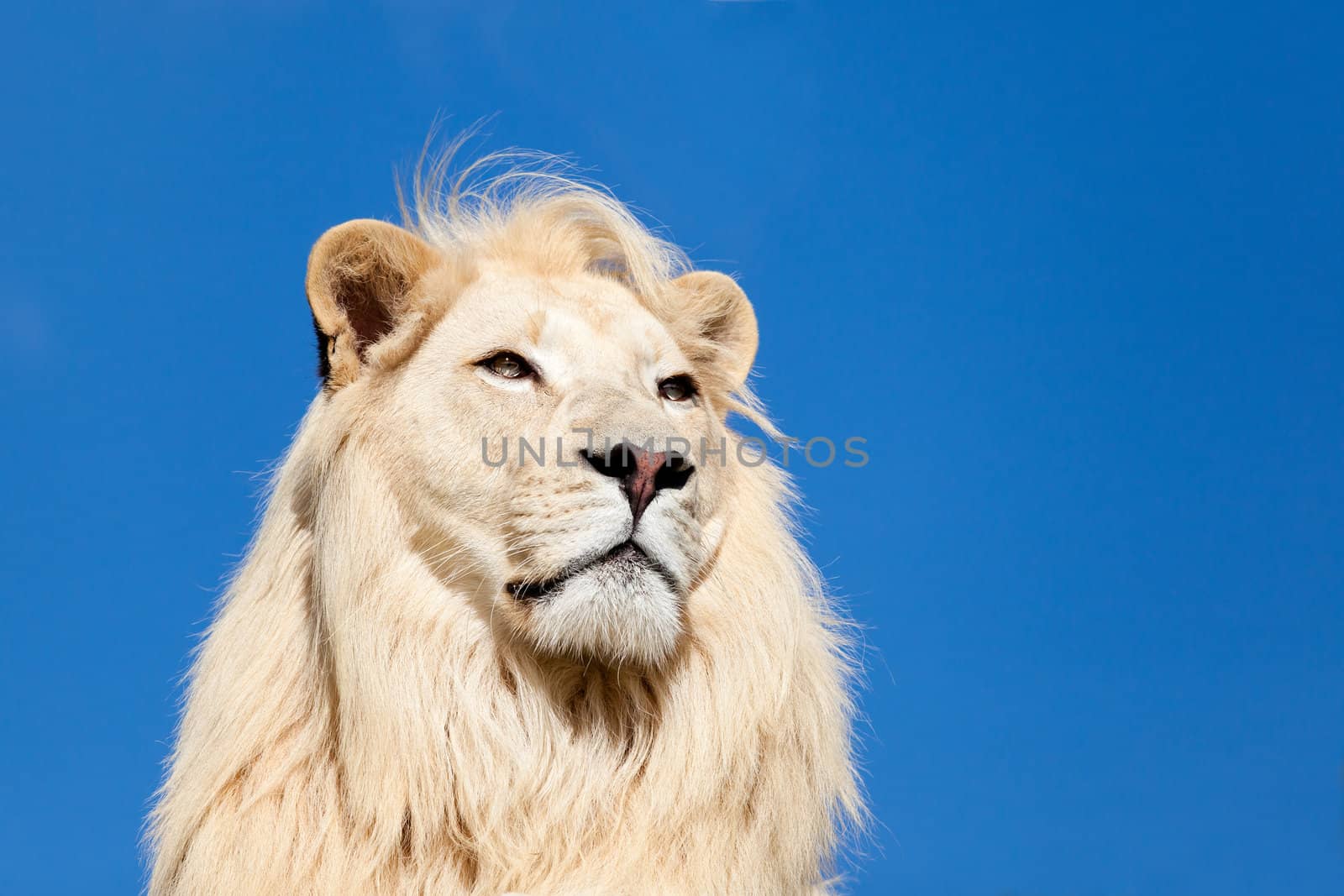 Head Shot Portait of Majestic White Lion against Blue Sky by scheriton