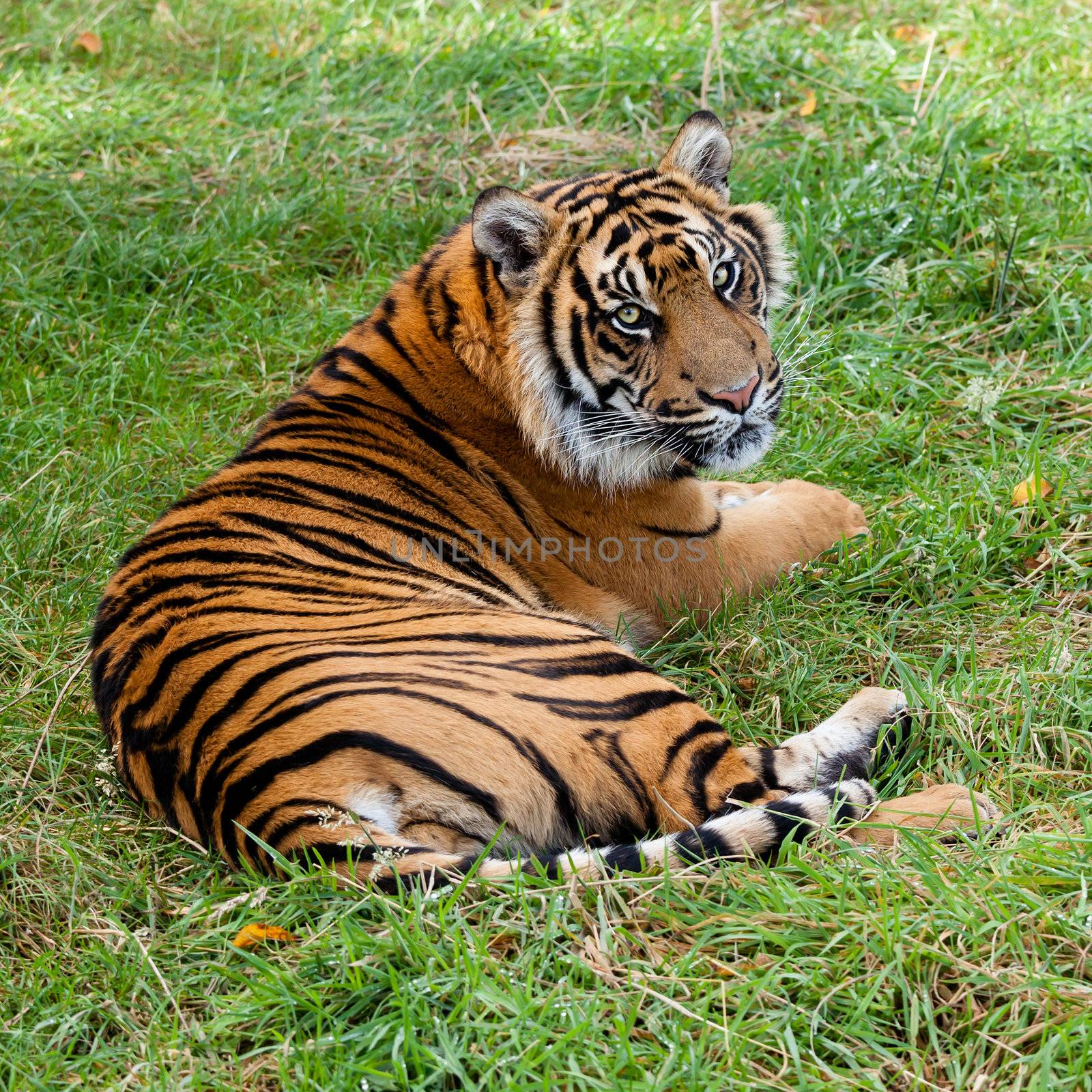 Sumatran Tiger Lying on Grass Looking Over Shoulder Panthera Tigris Sumtrae