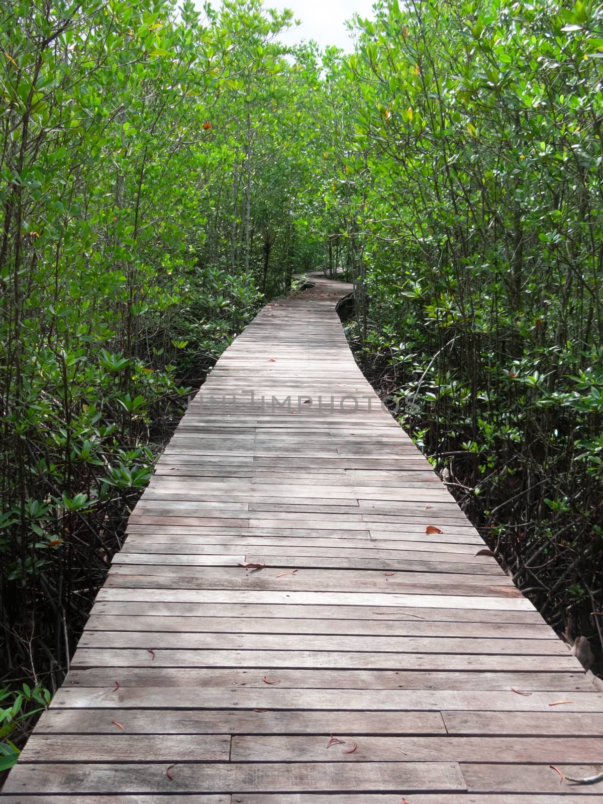 Boardwalk in mangrove forest by dontpoke