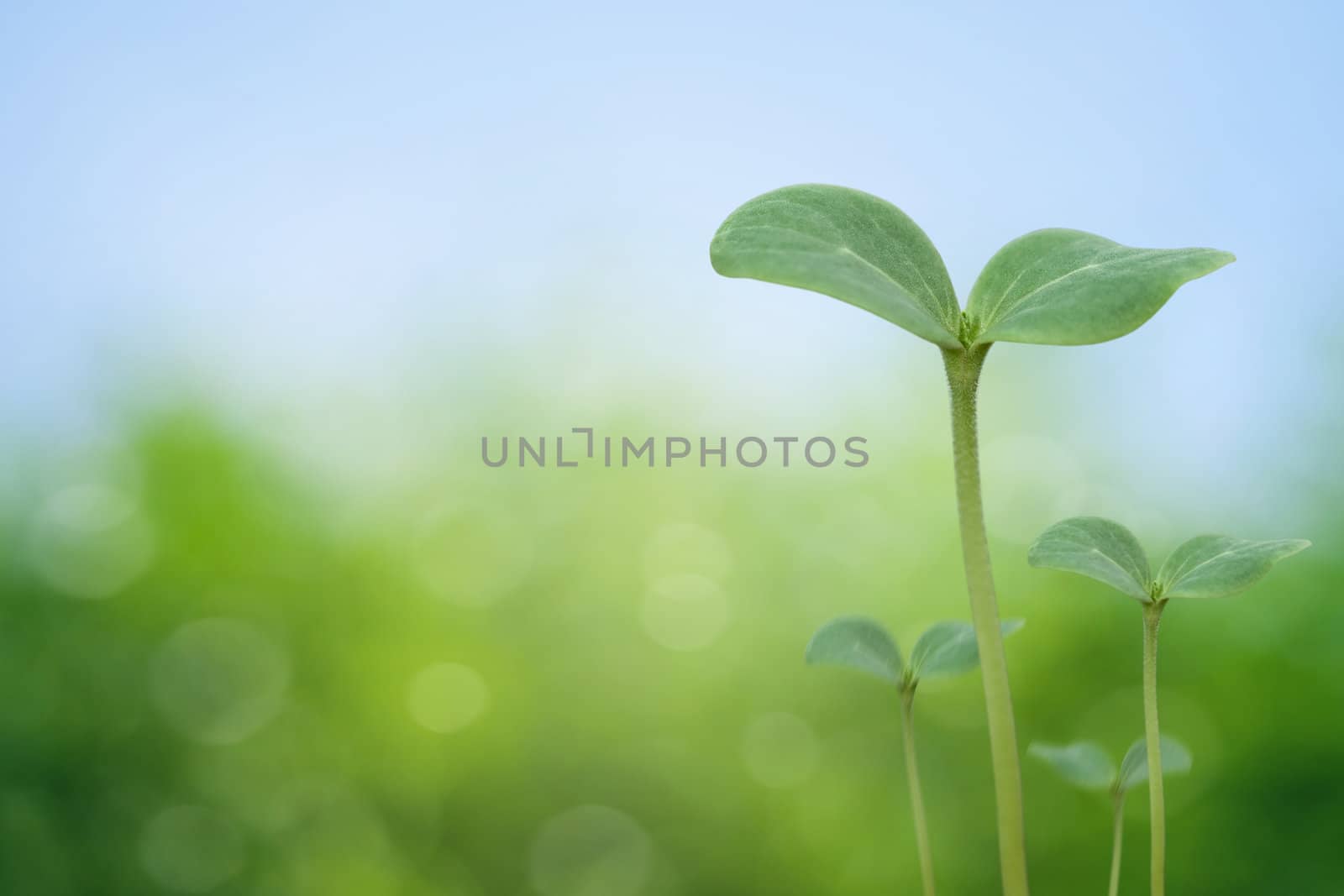 Tree seedling on spring background