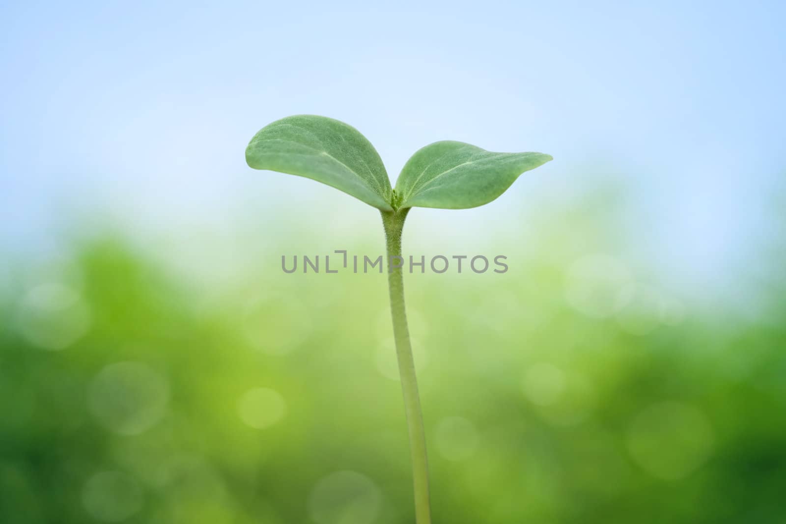 Tree seedling on spring background