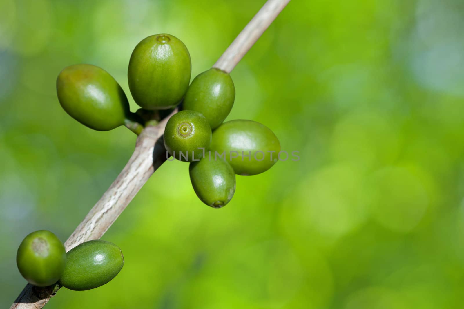 Coffee beans growing