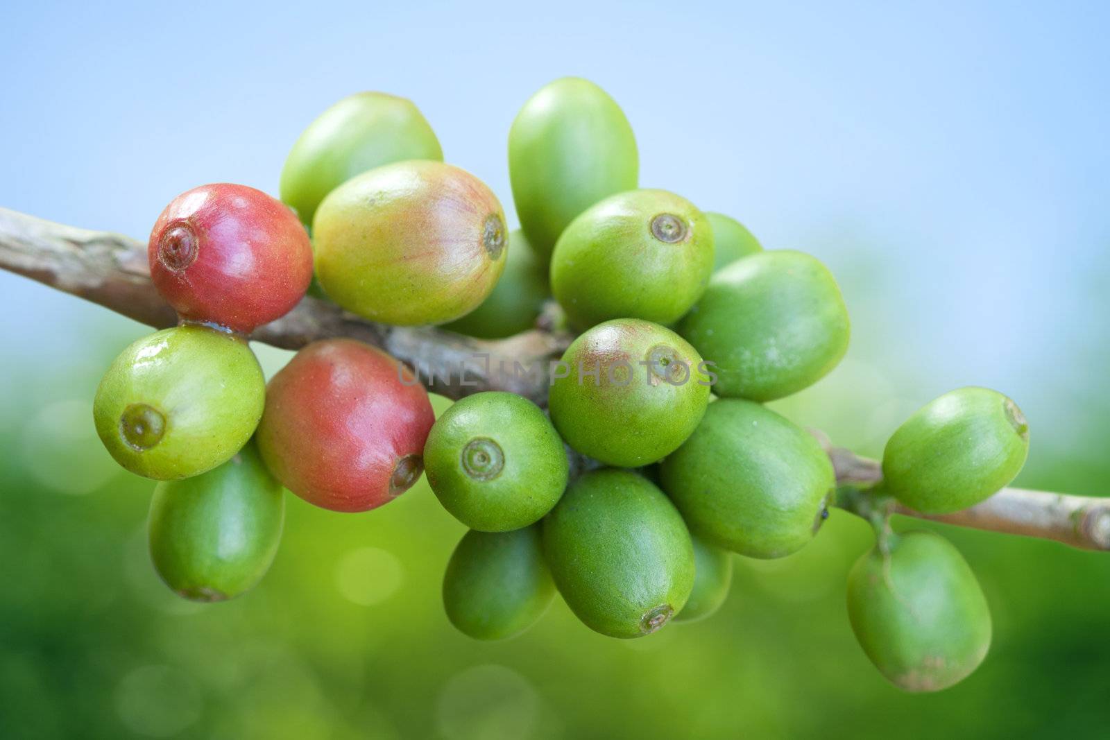 Coffee beans growing