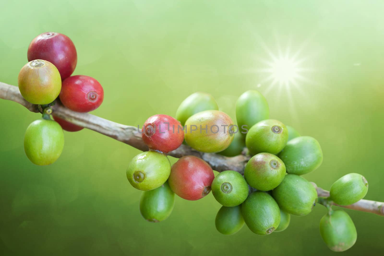 Coffee beans growing