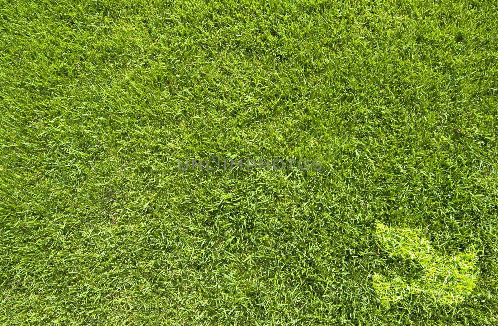 Peace icon on green grass texture and background 