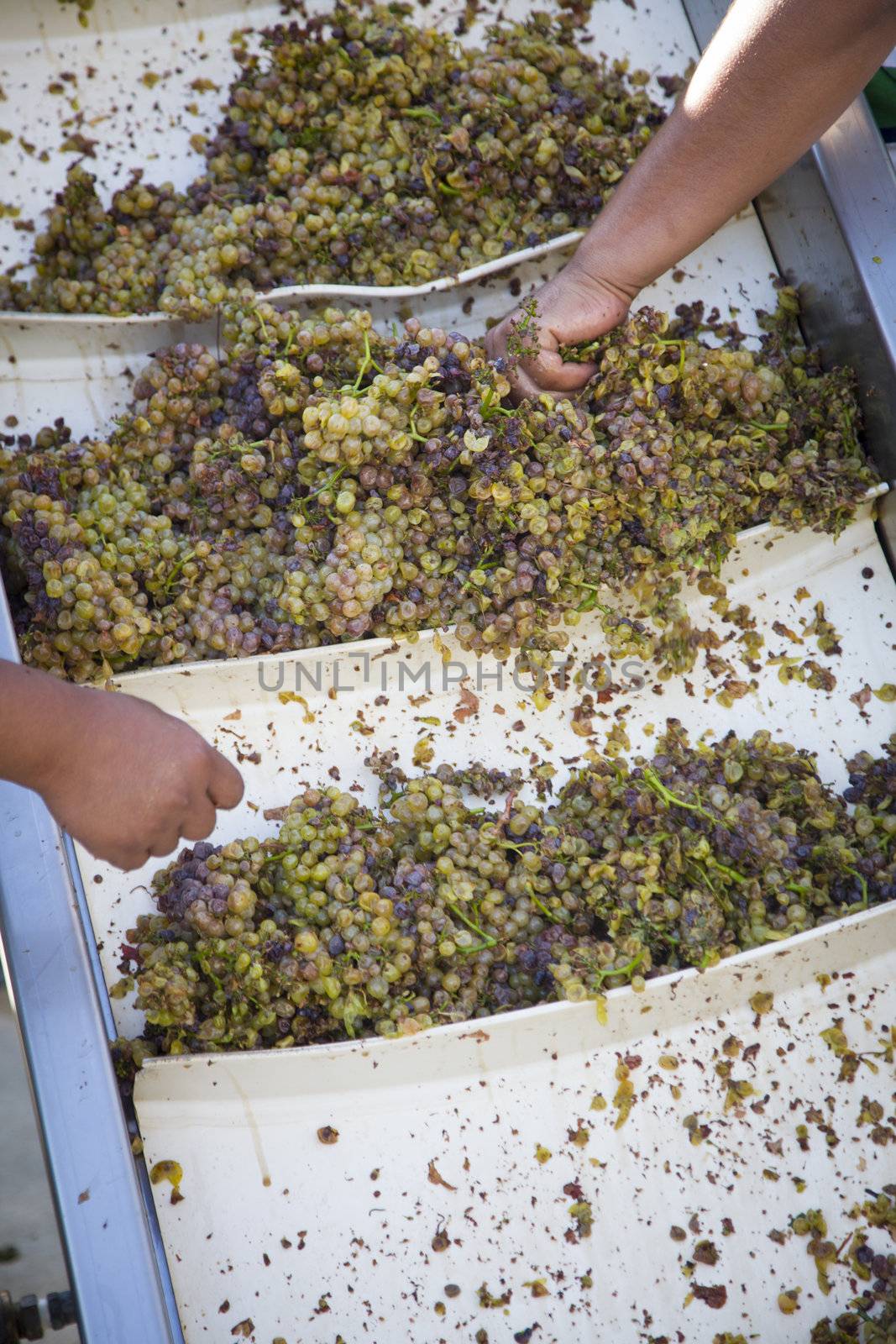 Male Workers Processing White Wine Grapes at a Vineyard.