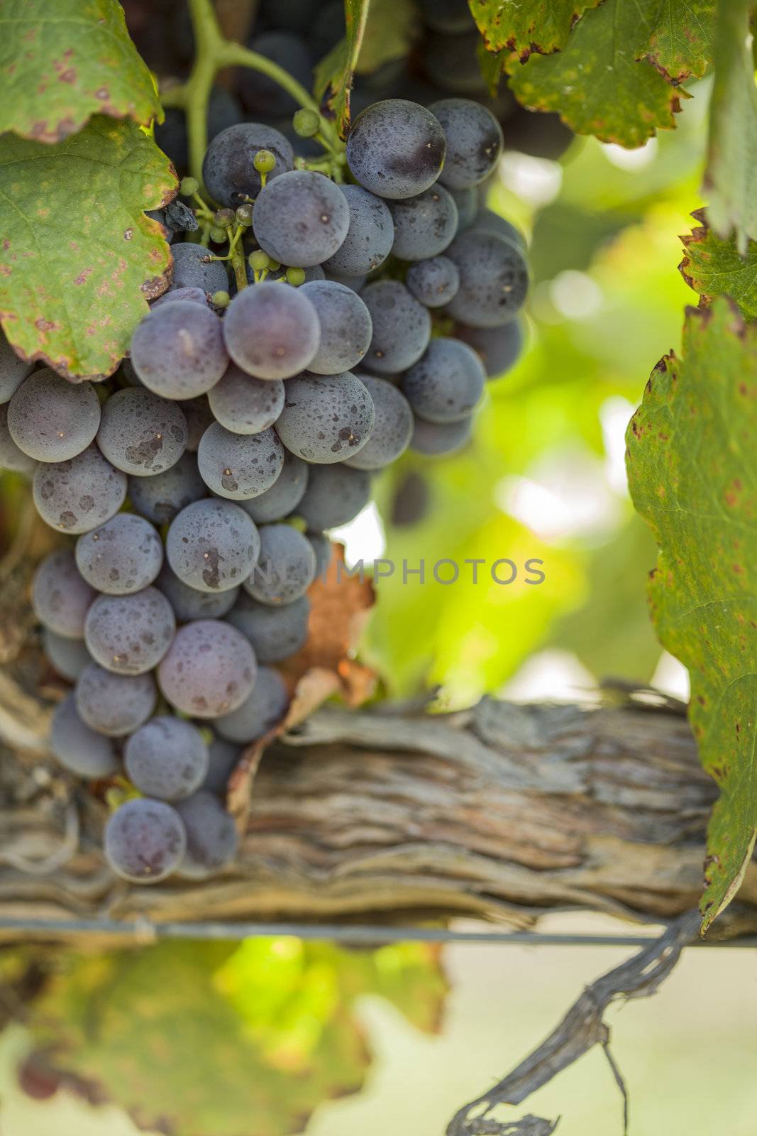 Vineyard with Lush, Ripe Wine Grapes on the Vine Ready for Harvest.