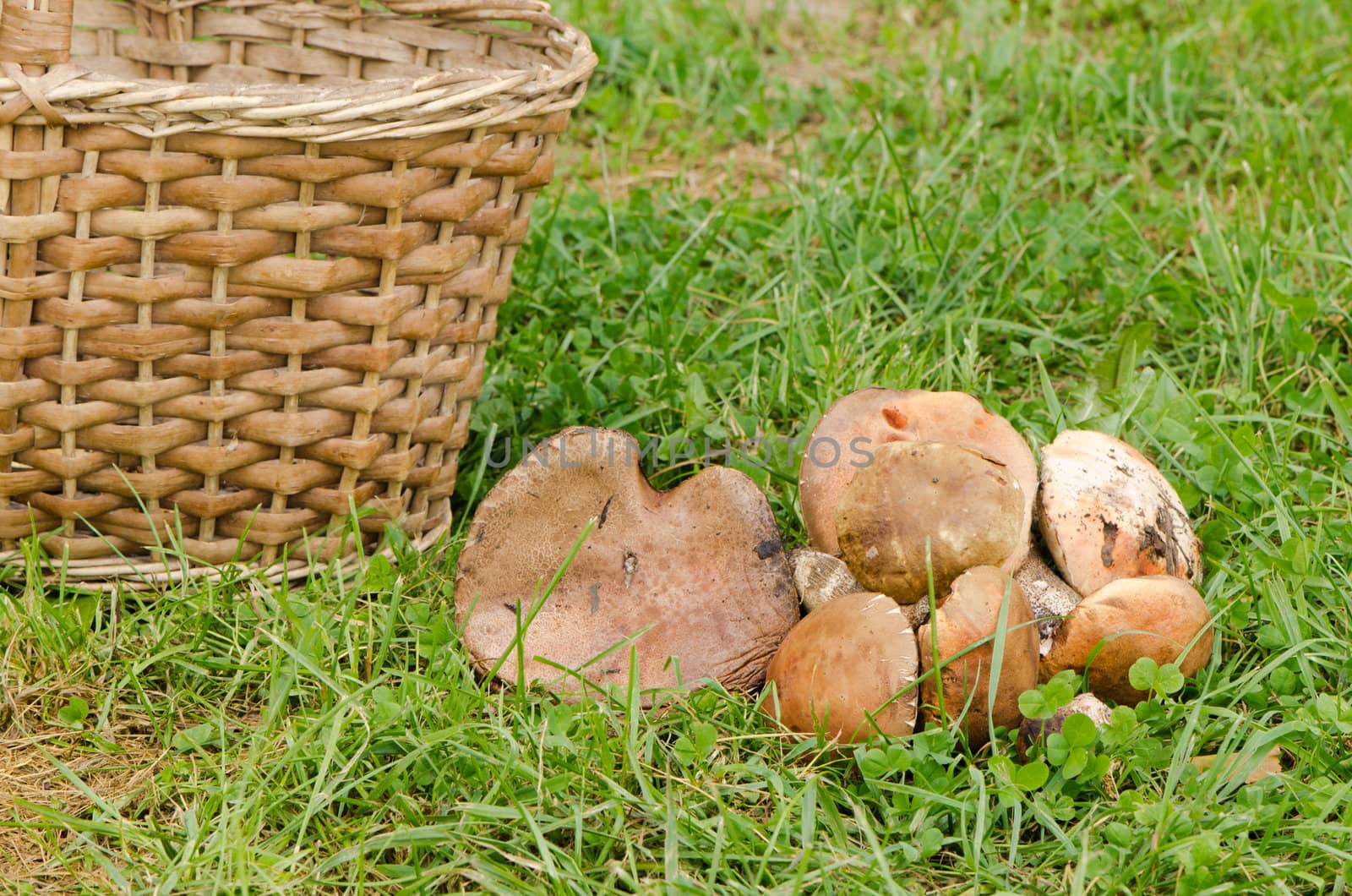 wicker basket and red-capped scaber stalk leccinum aurantiacum mushrooms.