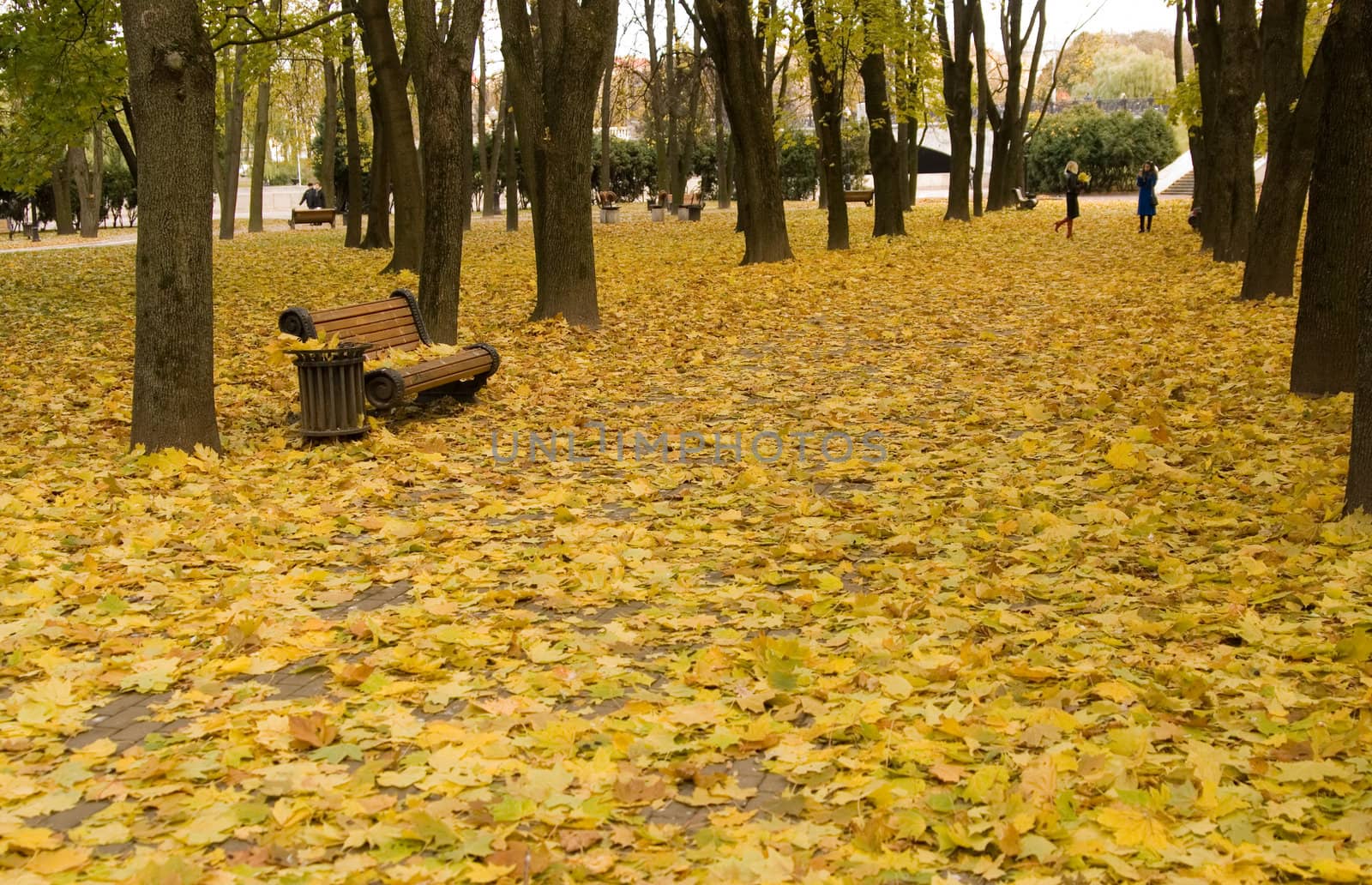 foliage, autumn, park, road, cold, nature