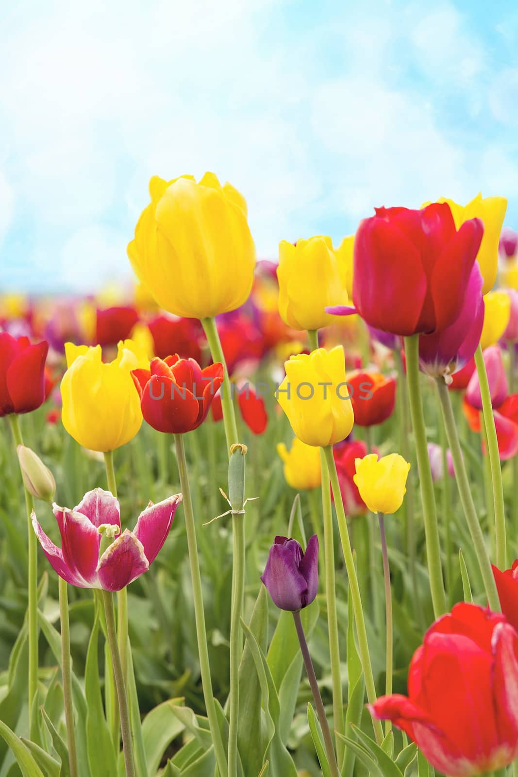 Field of Colorful Tulip Flowers Against Blue Sky