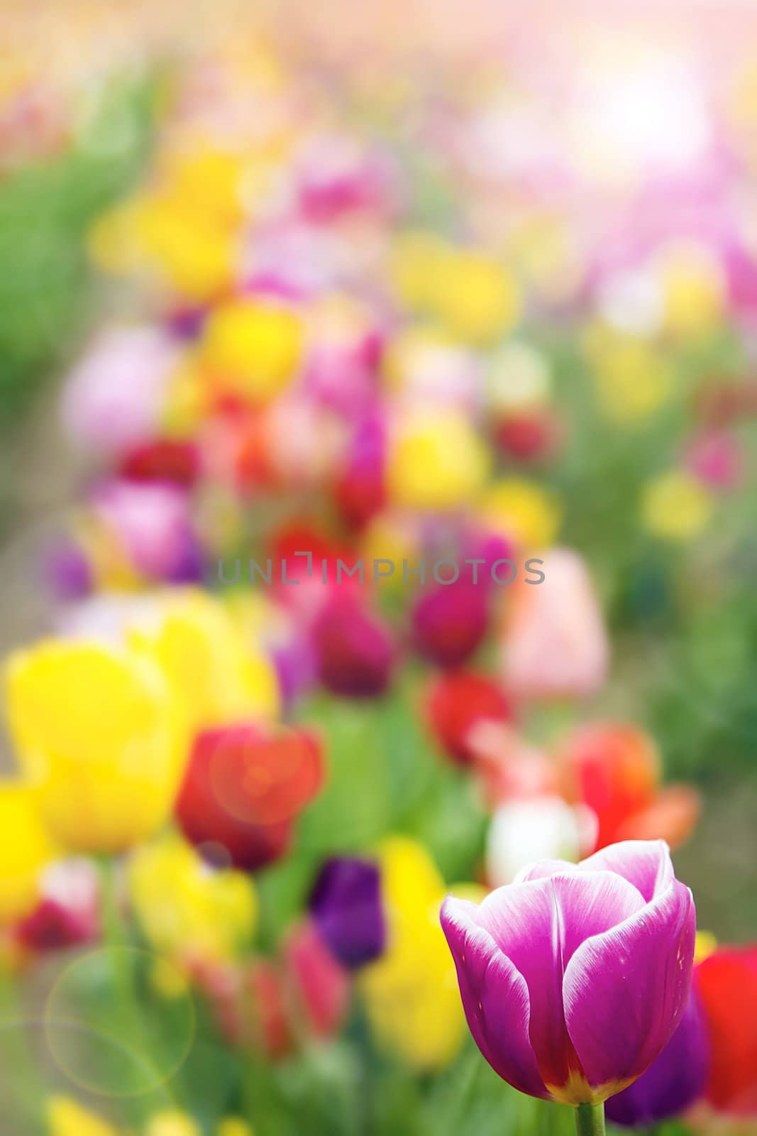 Field of Colorful Tulip Flowers in Spring Season with Defocused Blurred Background