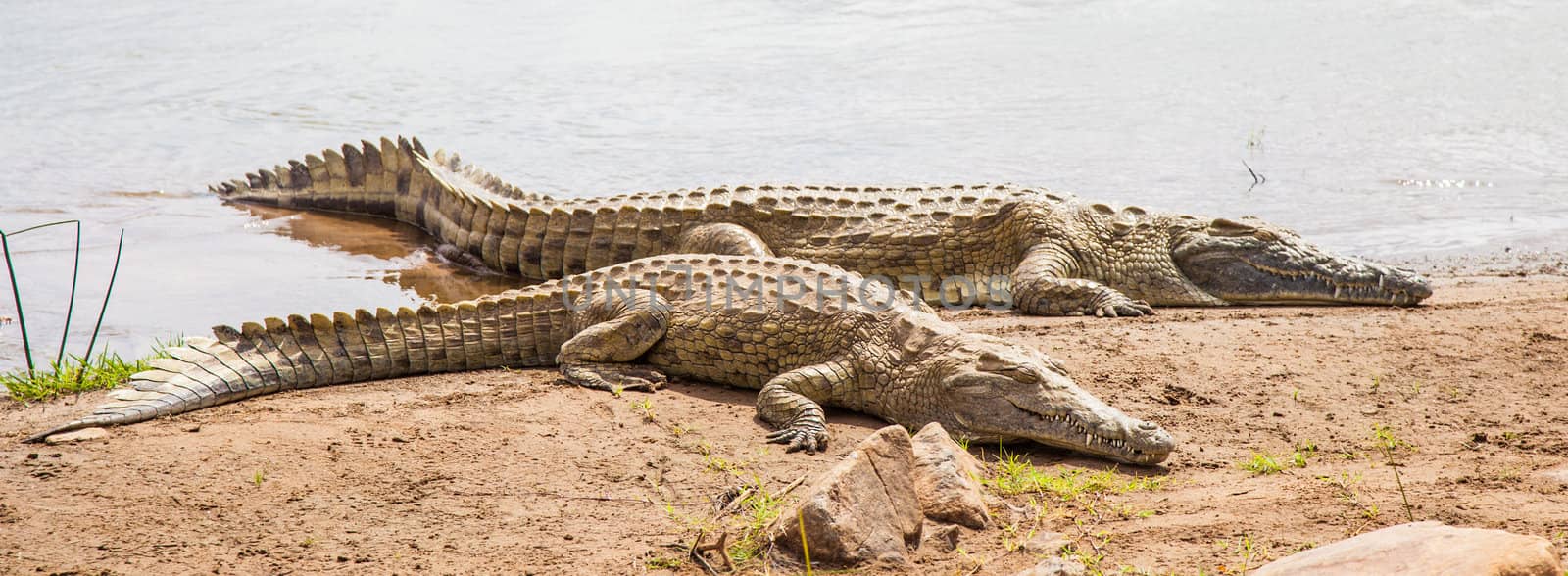Kenya, Tsavo East National Park. Crocodiles  joining the last sun before the sunset
