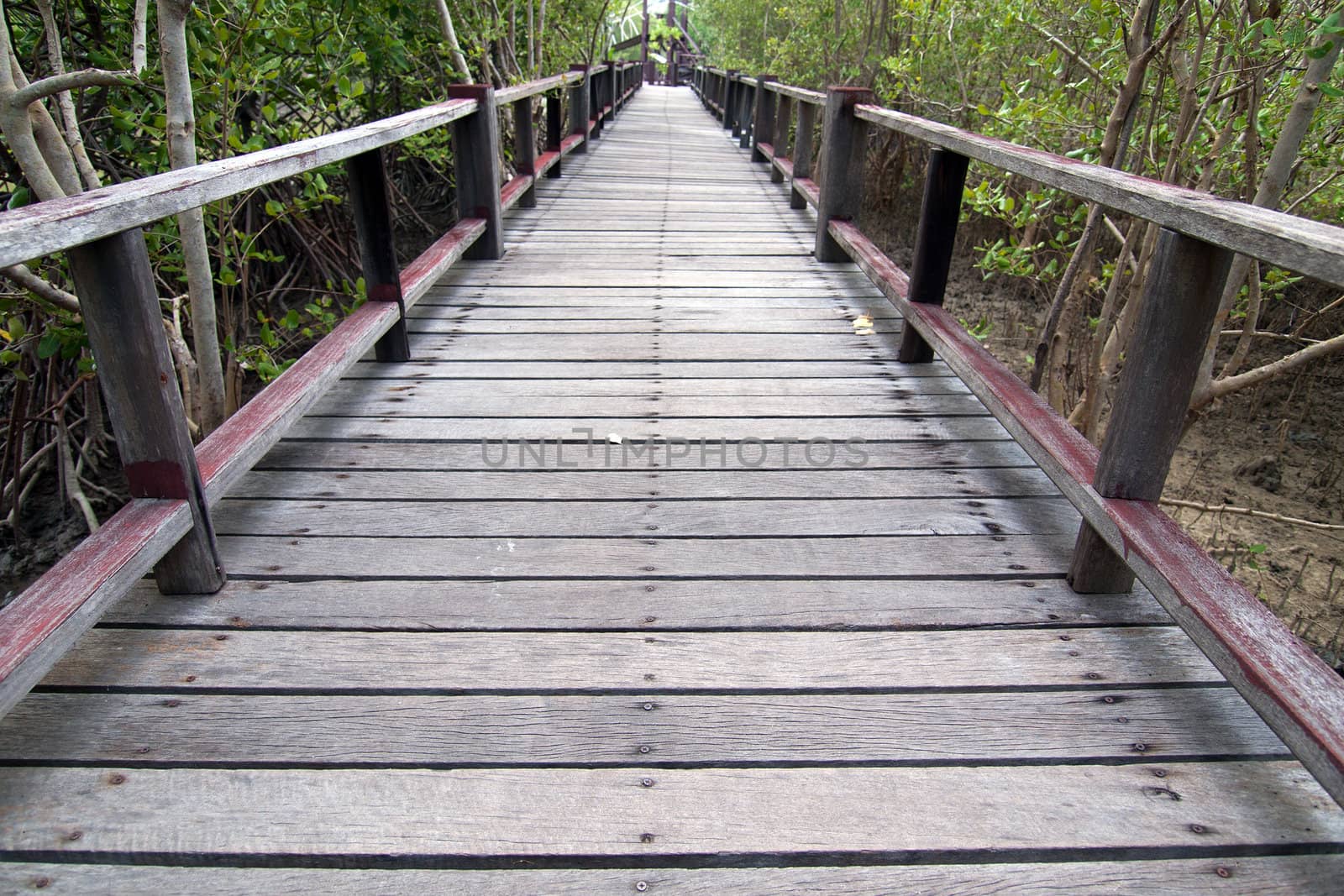 A wooden bridge on mangrove forest
