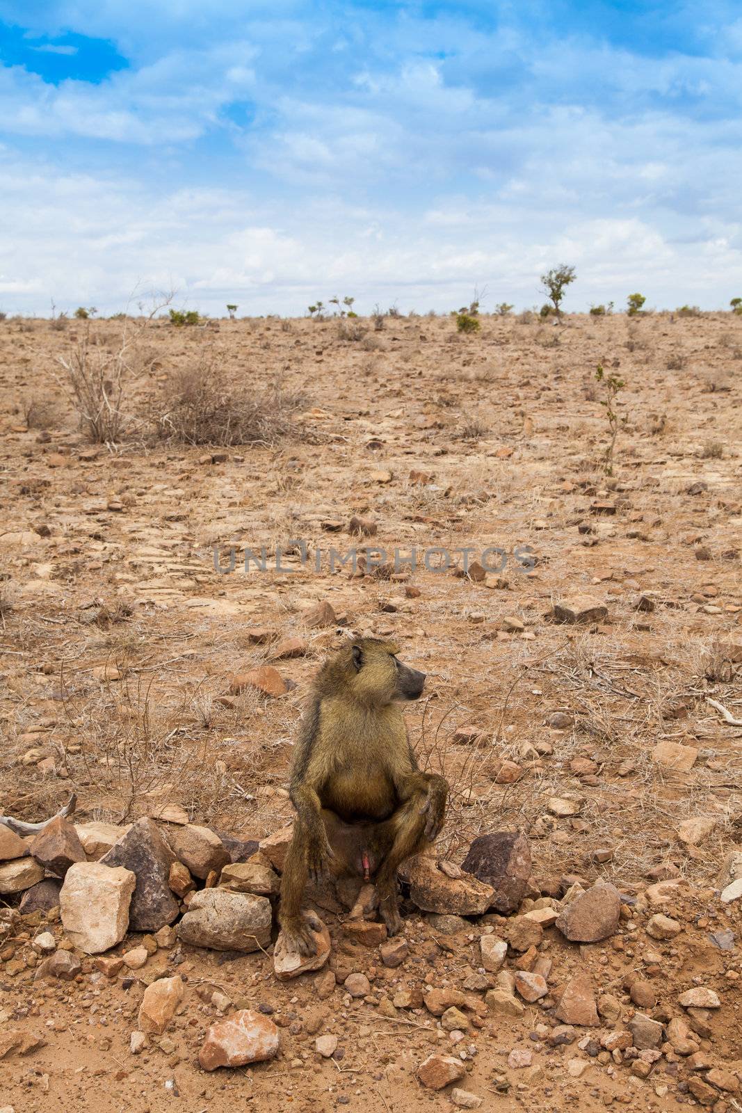 Kenya, Tsavo East National Park. A free baboon in her land