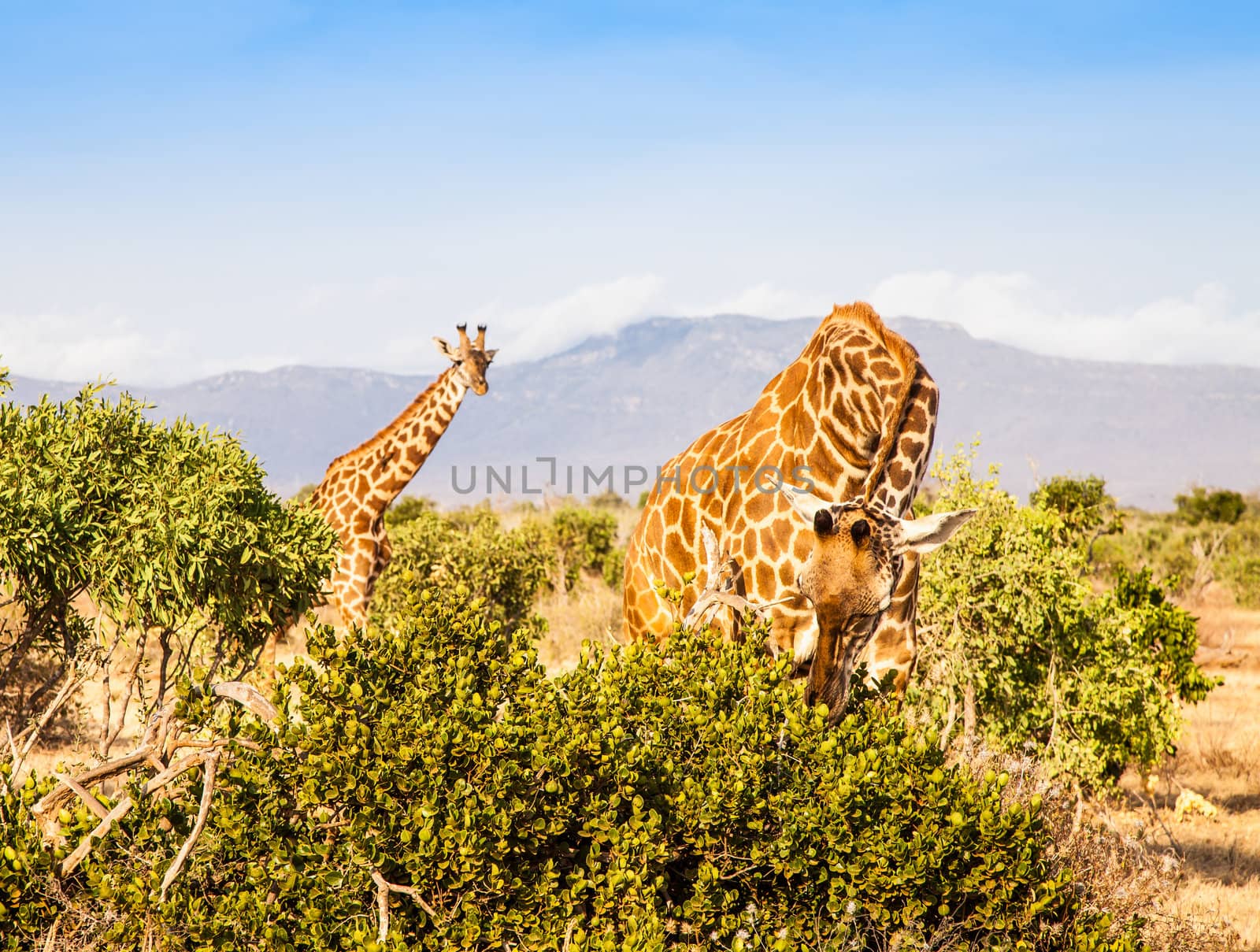 Kenya, Tsavo East National Park. Free giraffe in sunset light.