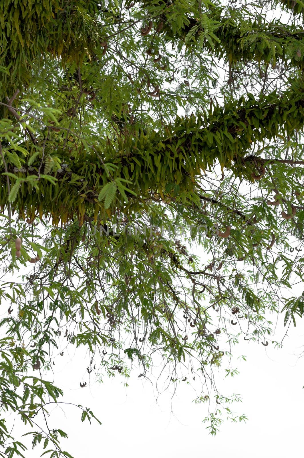 Pyrrosia on big tree,isolate on white background.