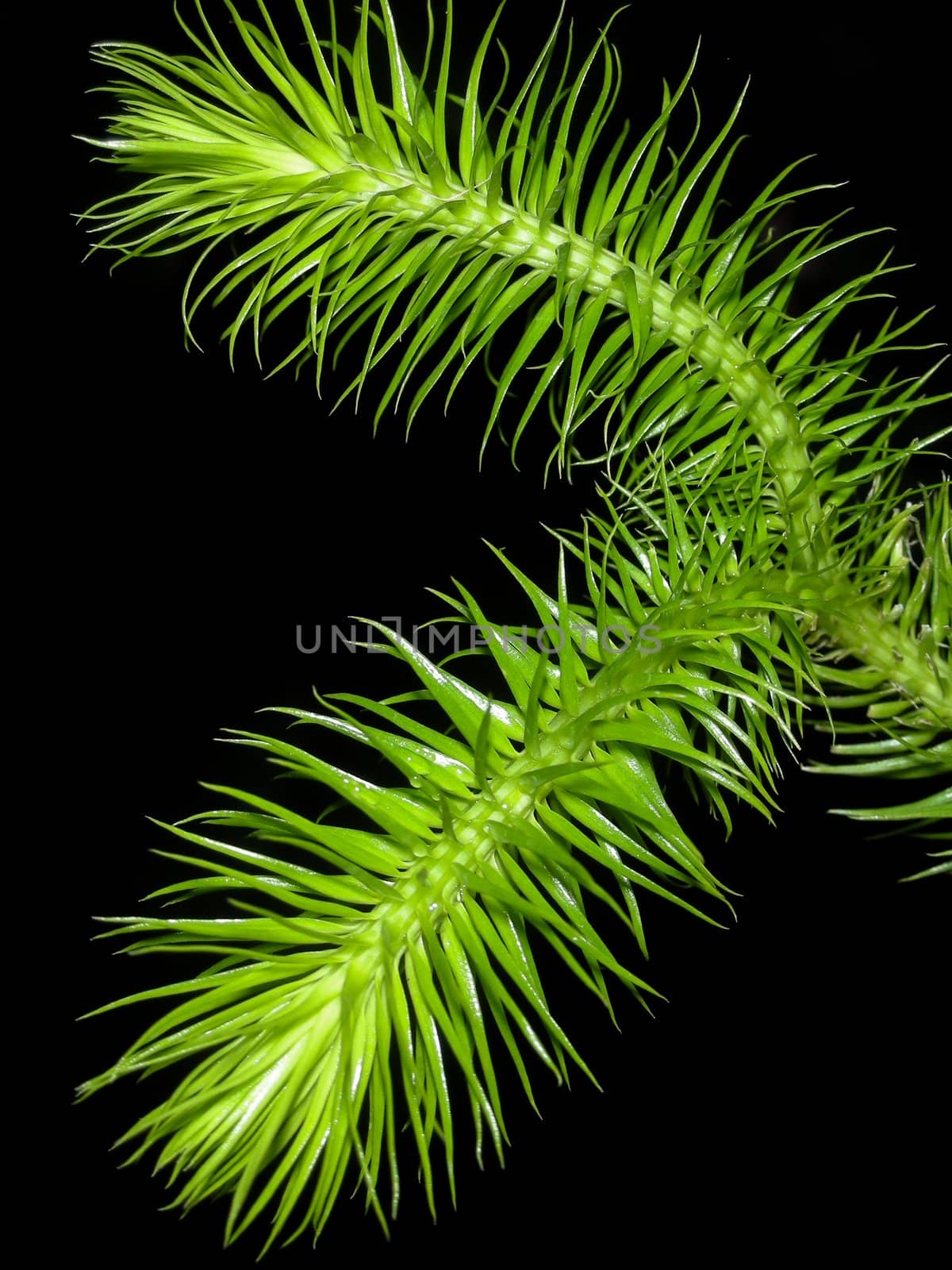 Huperzia squarrosa[Fine hair from Southern of Thailand], Macro Scene on Black background